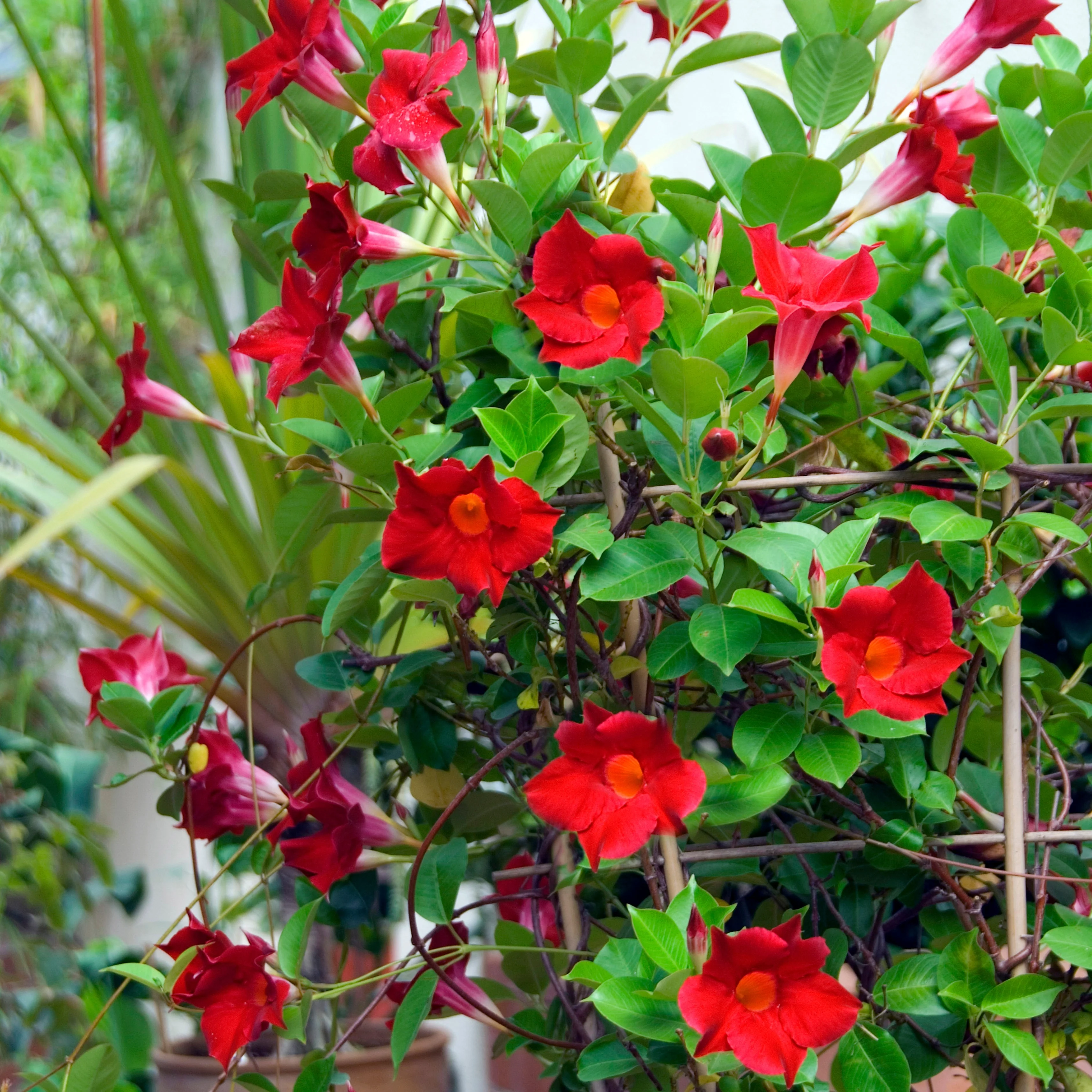 Brasilianischer Jasmin