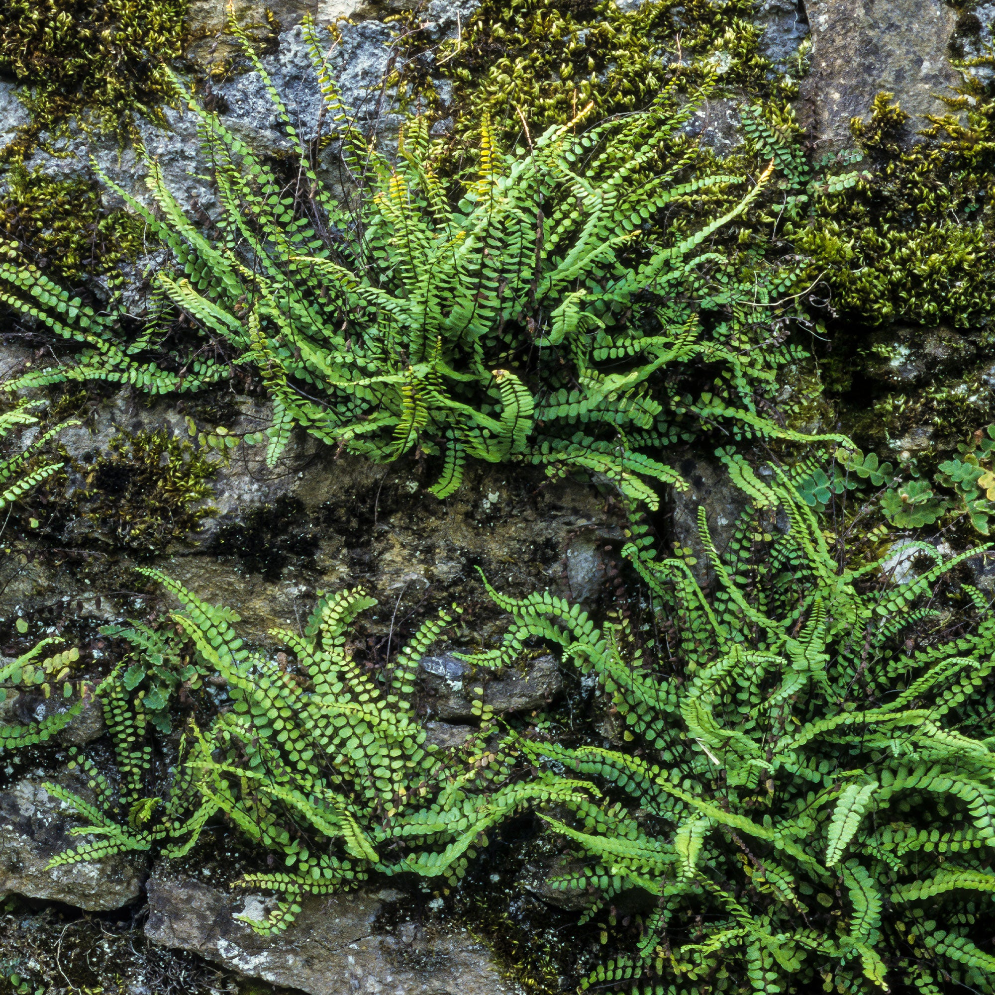 Braunstieliger Streifenfarn - Image 3