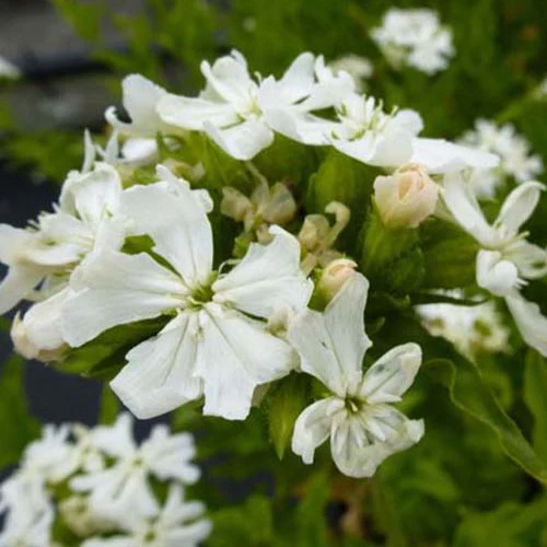Brennende Liebe ‘Alba’