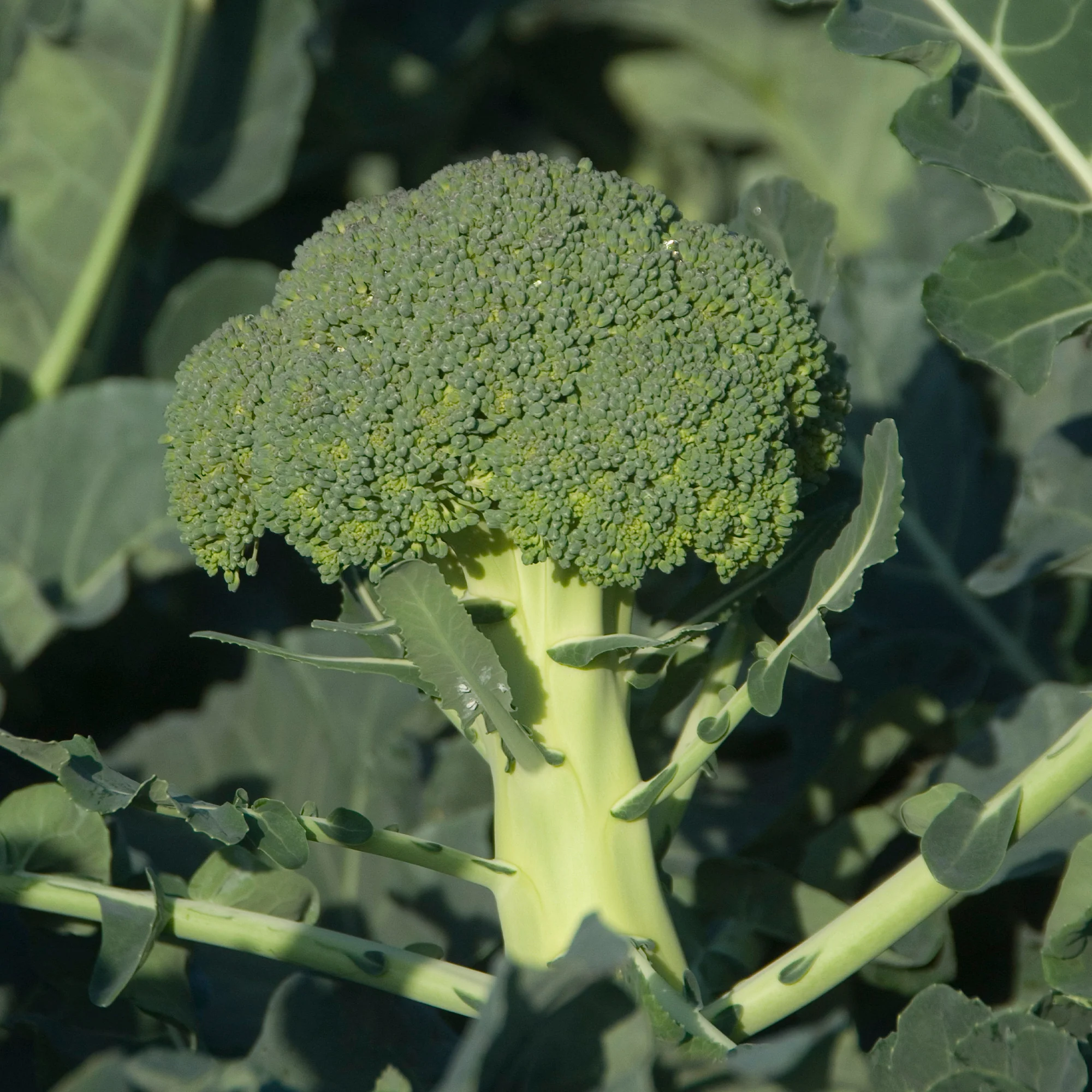 Brokkoli ‘Calabrese Natalino’ - Image 2