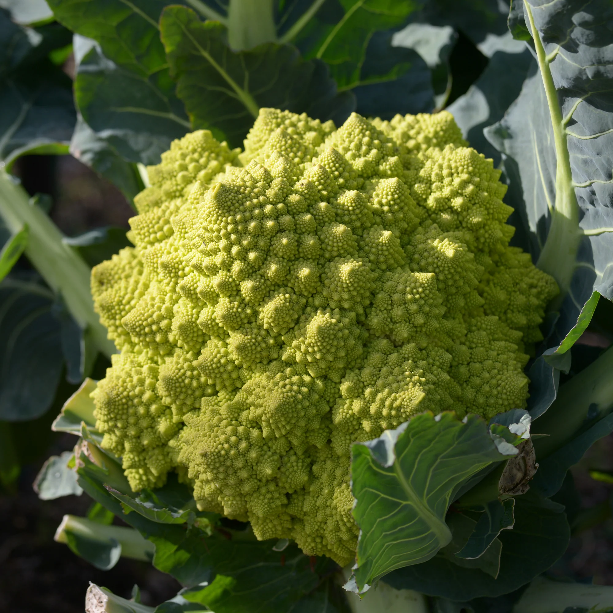 Brokkoli ‘Romanesco’ - Image 3