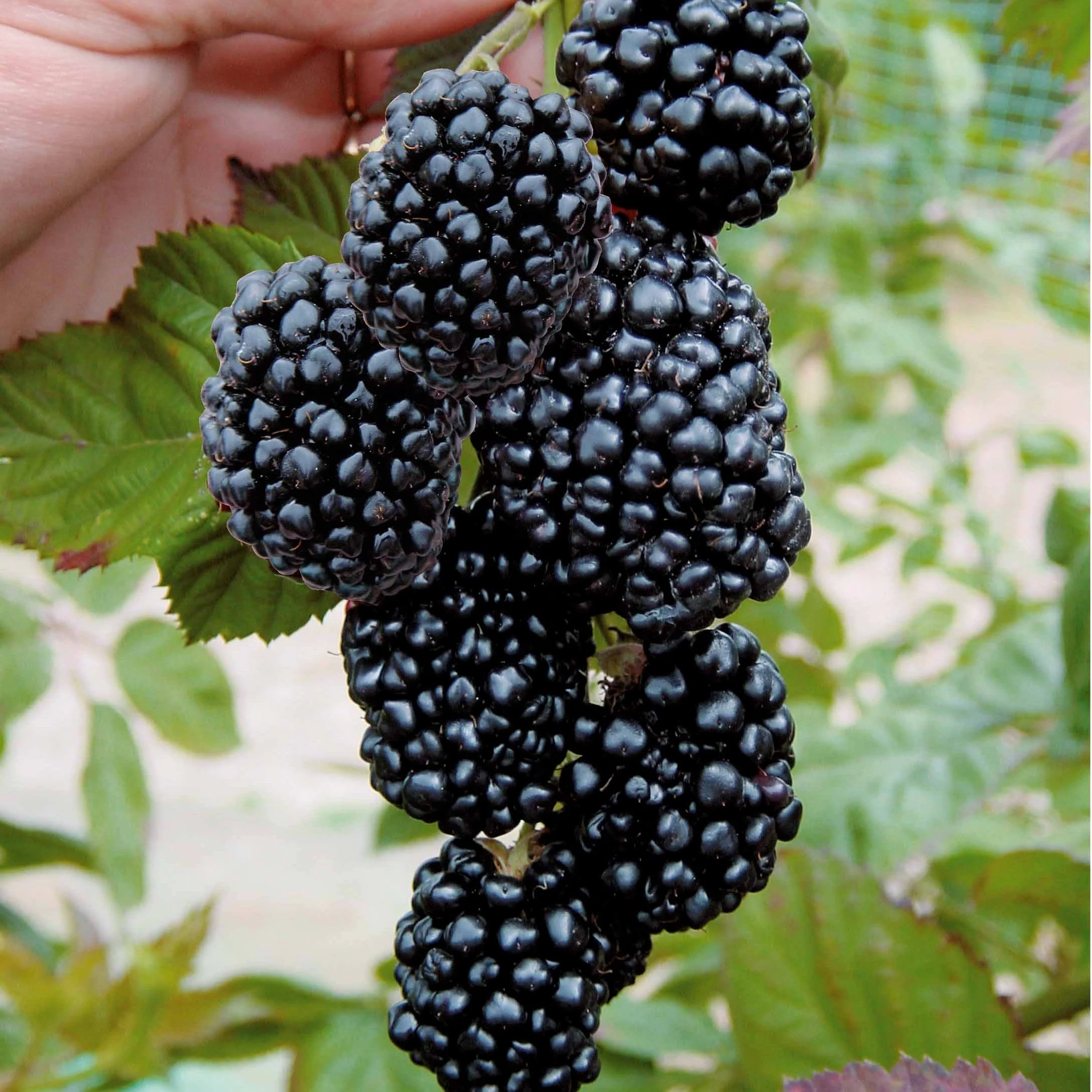 Brombeere 'Triple Crown'