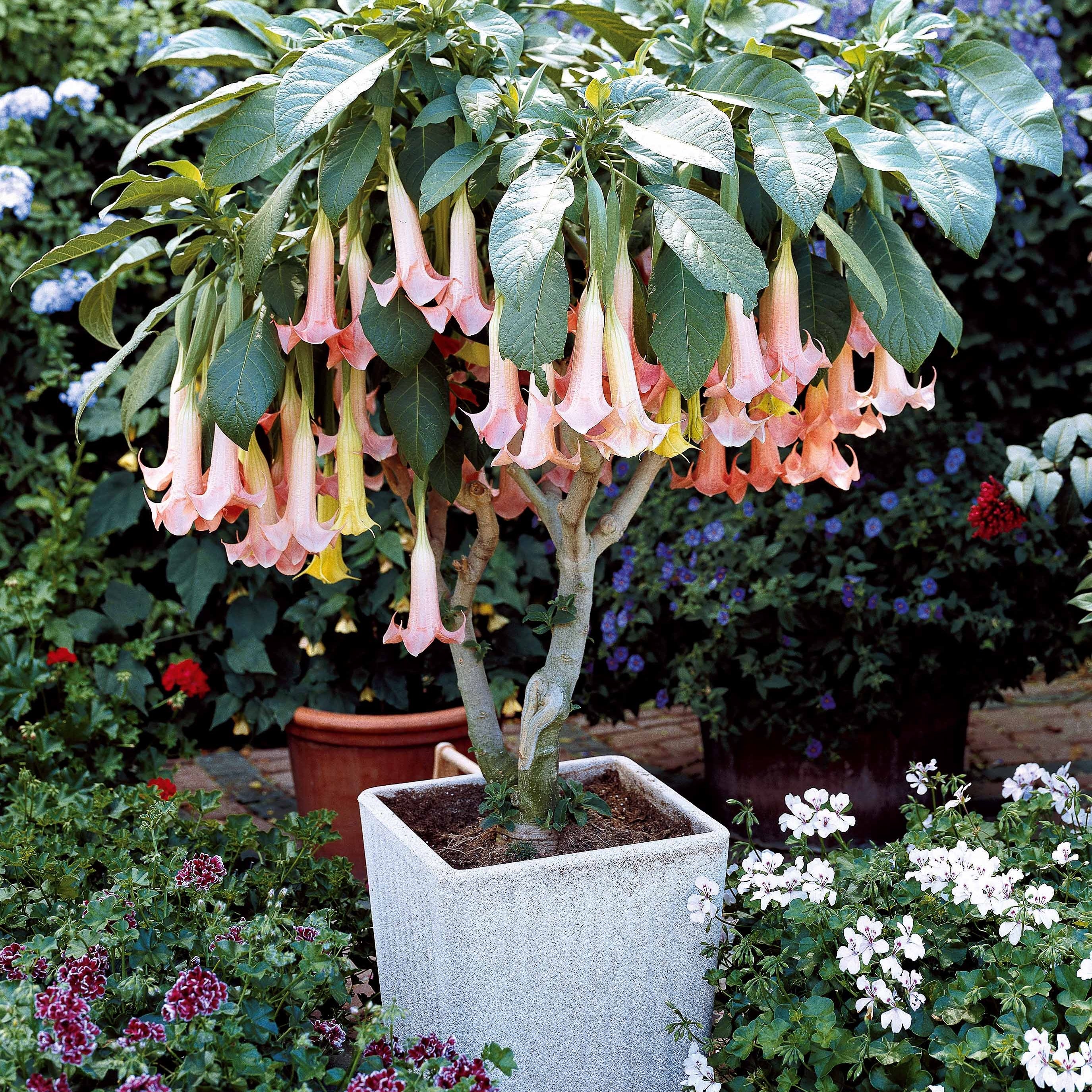 Brugmansia-Sammlung: Rot und Gold, Gelb, Rosa. (x3) - Image 5