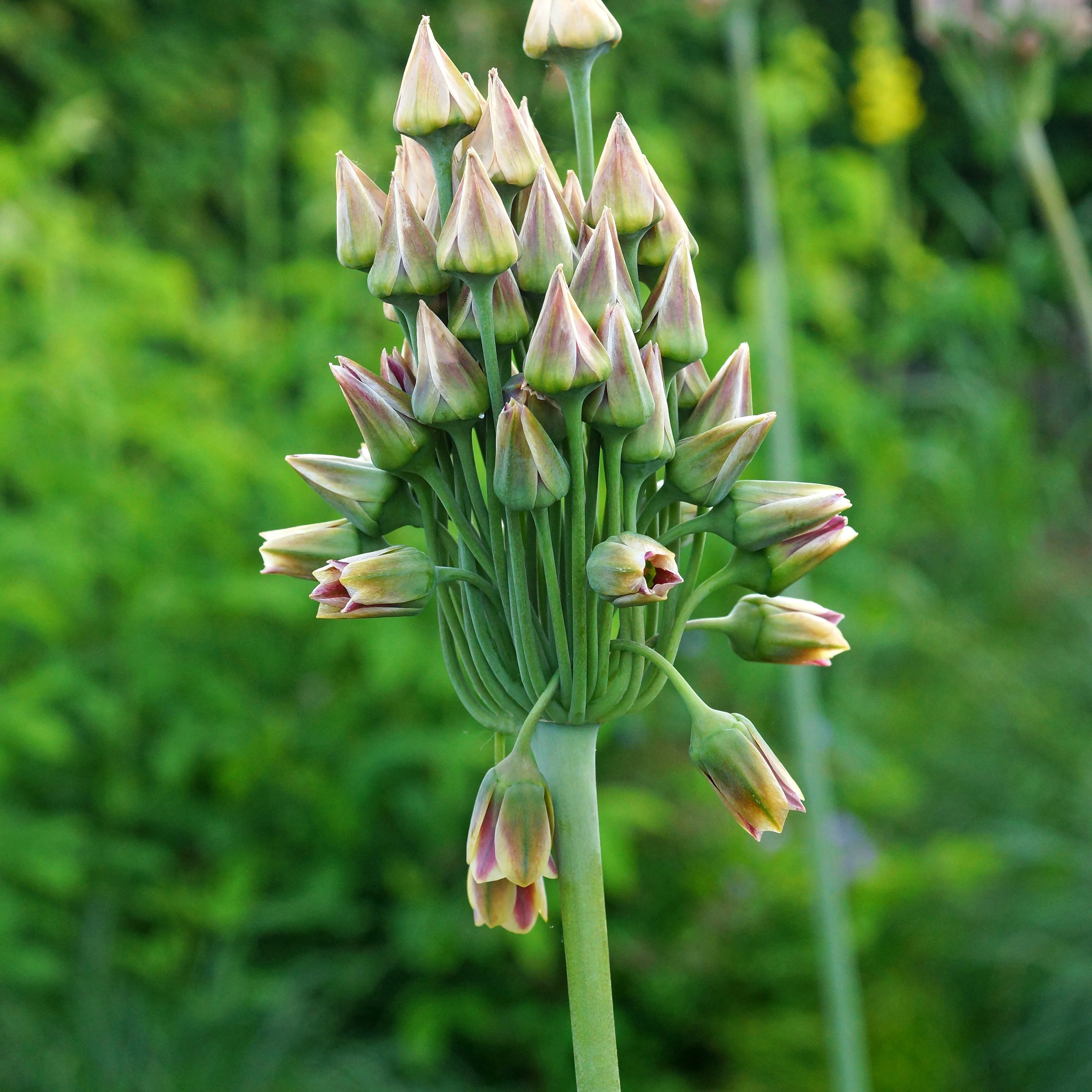 Bulgarischer Lauch 'Bulgaricum' (x15) - Image 3