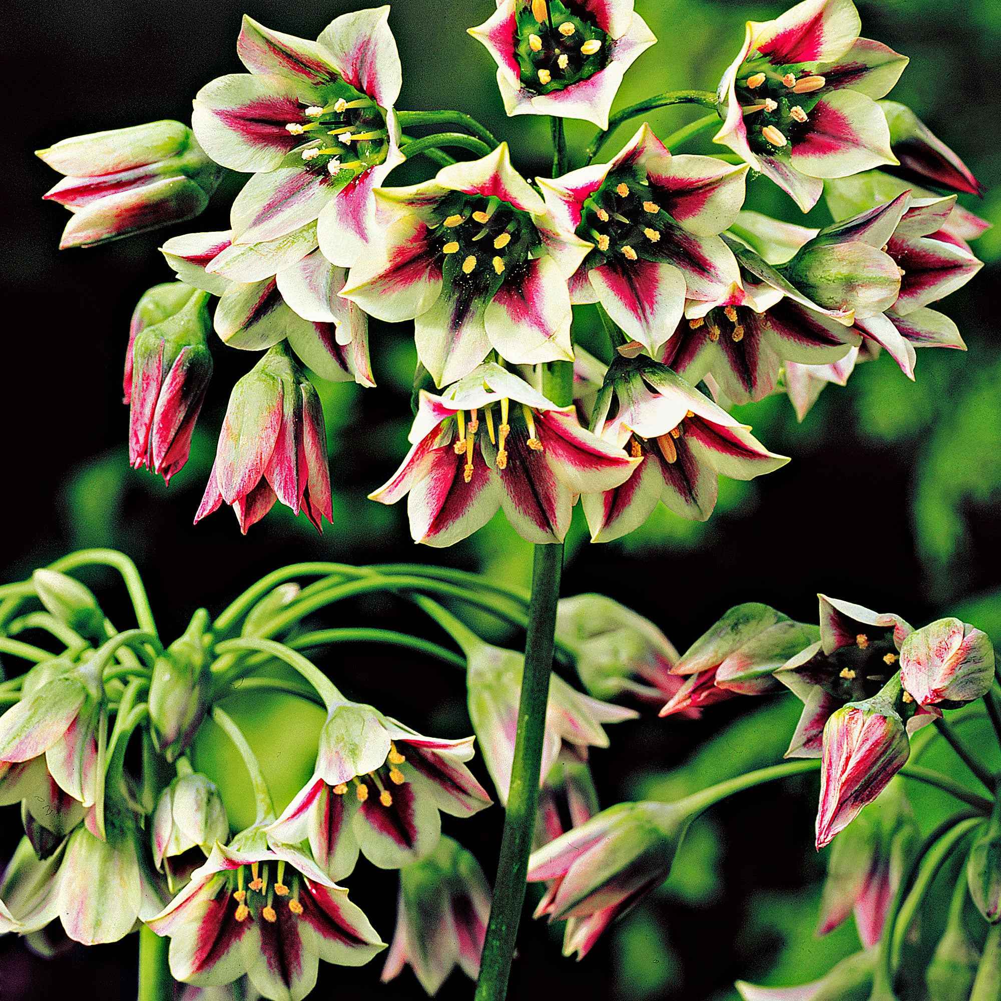 Bulgarischer Lauch 'Bulgaricum' (x15) - Image 5