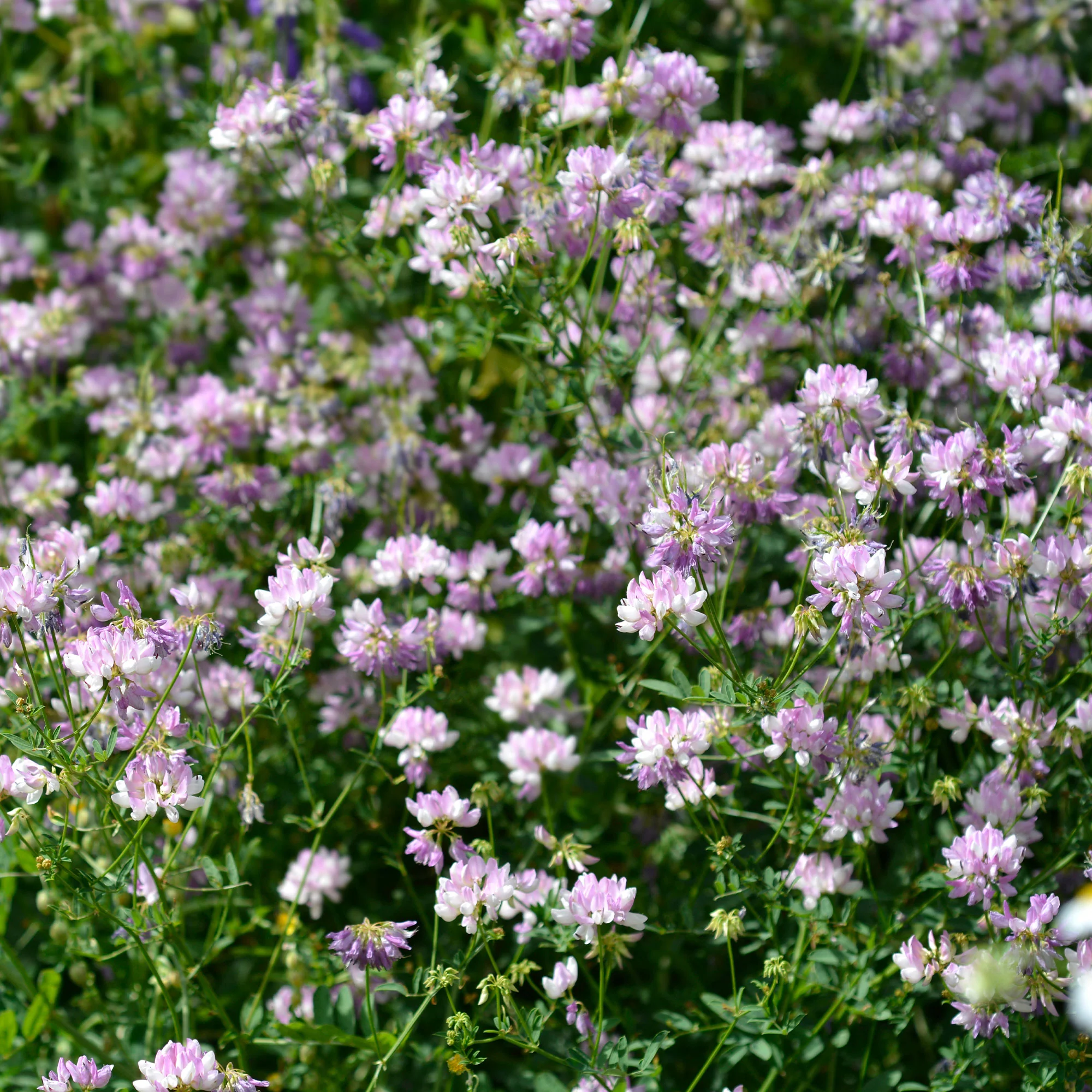 Bunte Kronwicke (x2) - Image 3