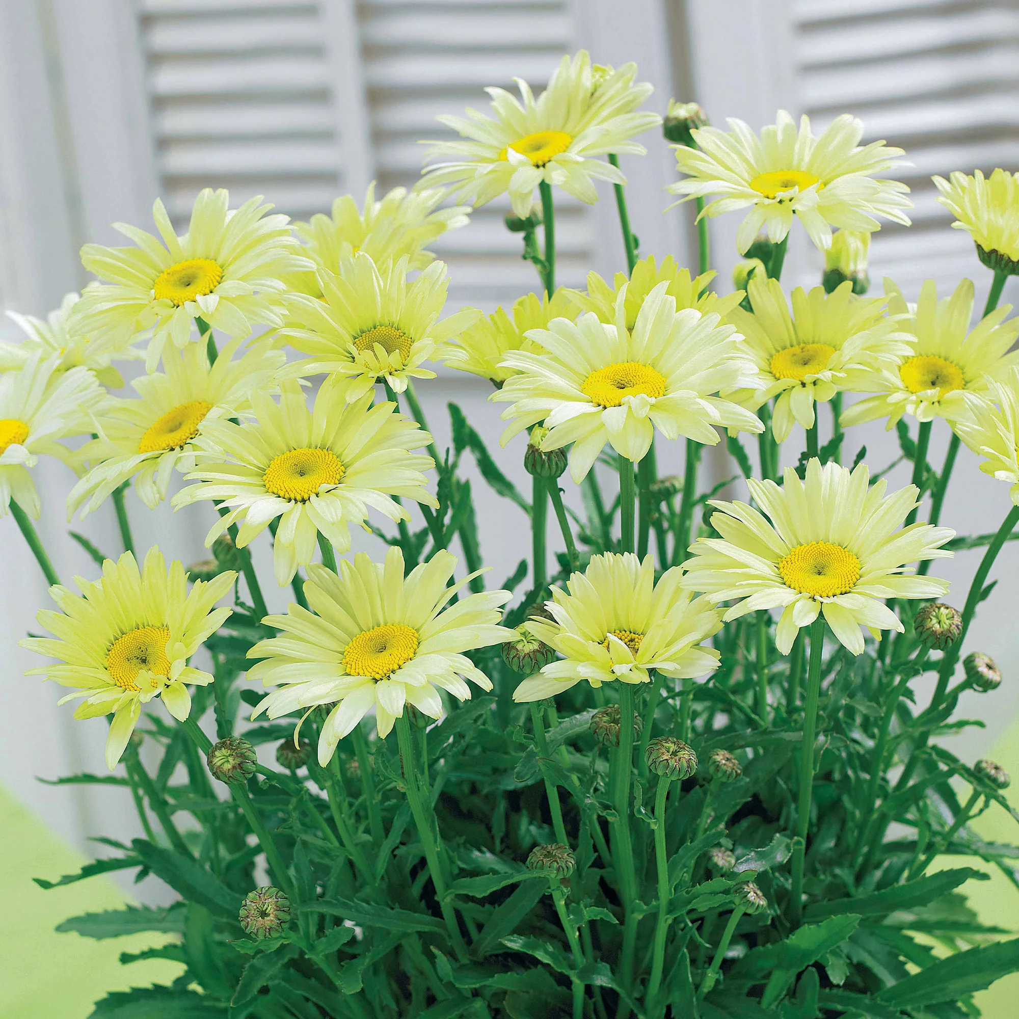 Bunte Margeriten-Kollektion (x6) - Image 4