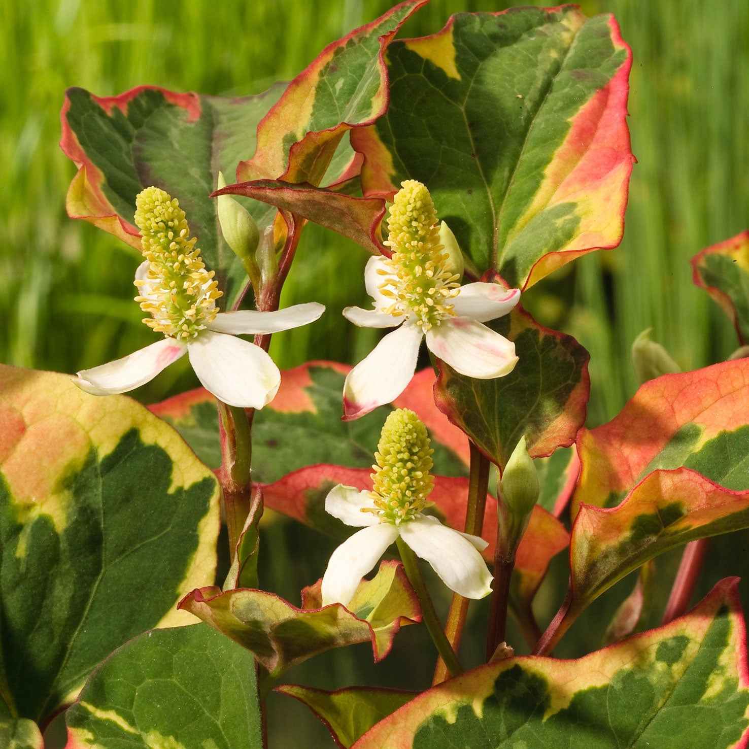 Bunter Eidechsenschwanz 'Chameleon'