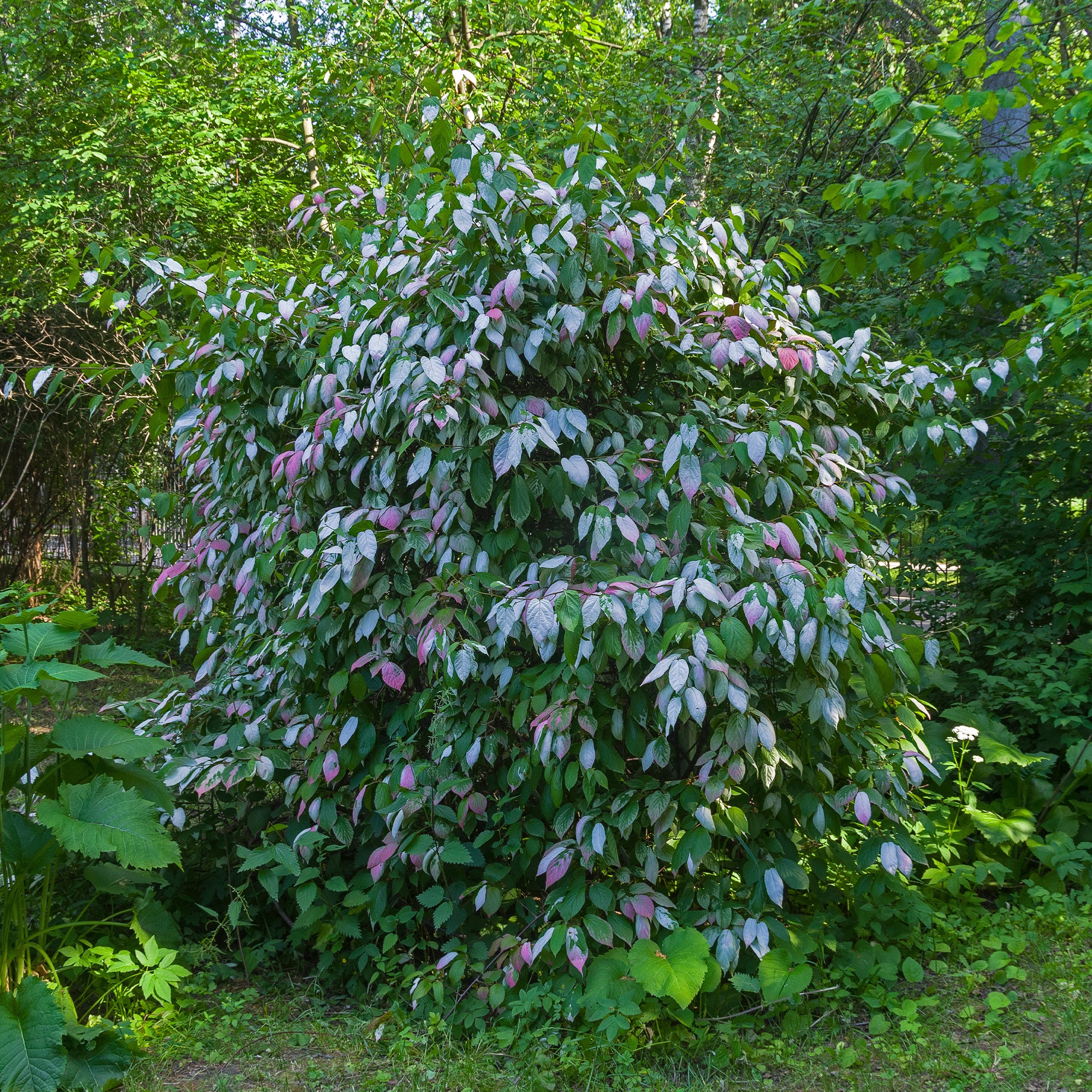 Buntlaubige Zierkiwi - Image 5