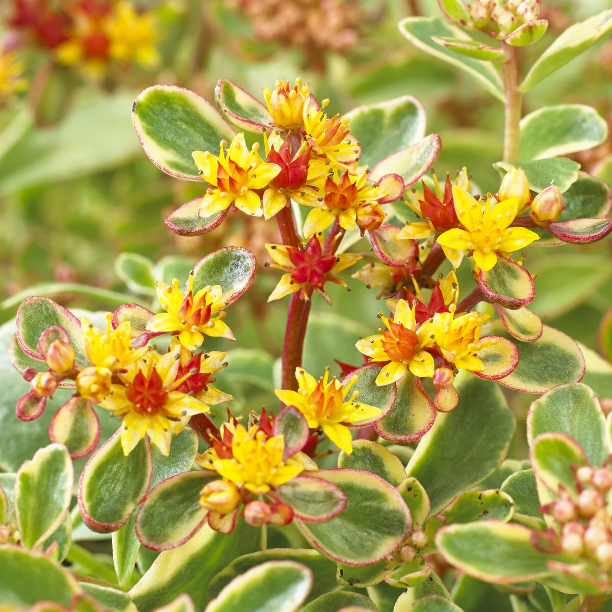Buntlaubiges Fettblatt 'Variegatum' - Image 2