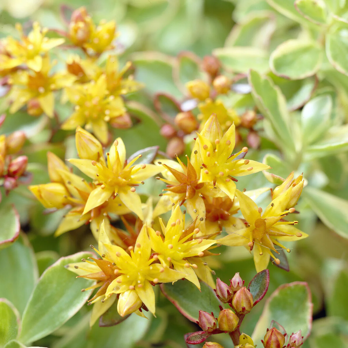 Buntlaubiges Fettblatt 'Variegatum' - Image 3