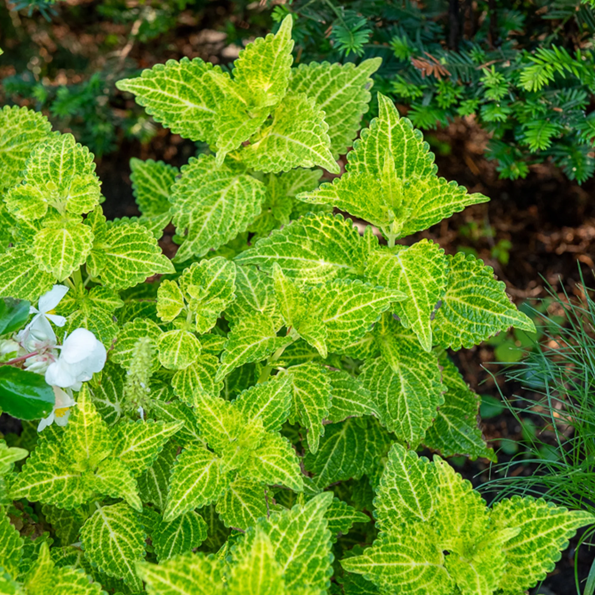 Buntnessel 'Electric Lime'