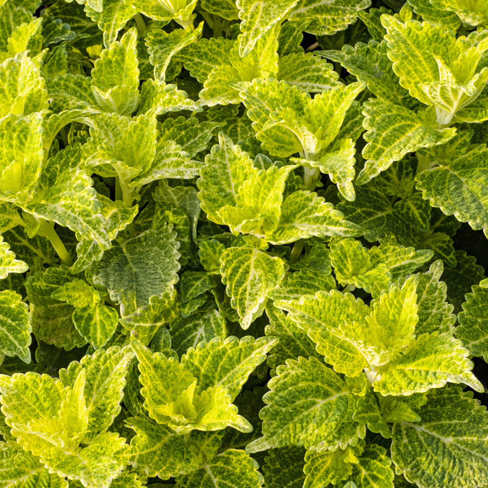 Buntnessel 'Electric Lime' - Image 2