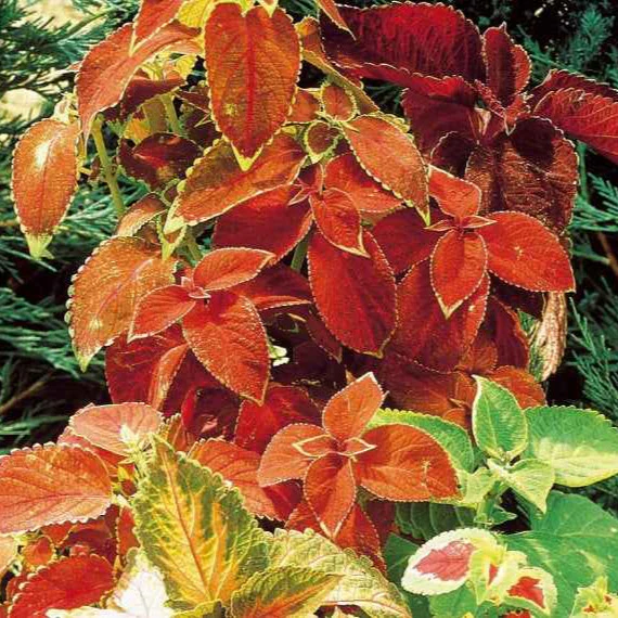 Buntnessel Hybriden Rainbow Mix