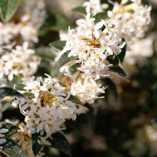 Burkwoods Duftblüte - Image 4