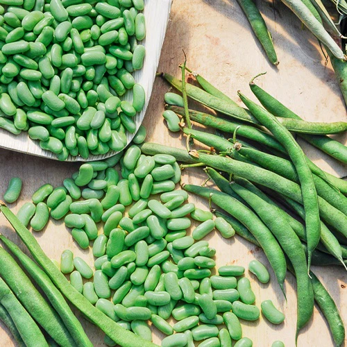 Buschbohne ‘Chevrier vert Flagrano’