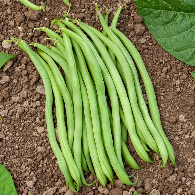 Buschbohne extra-fein ‘Novirex’