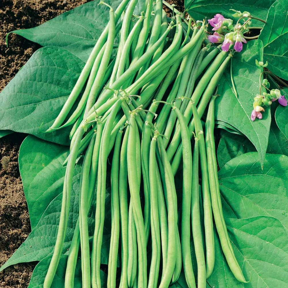 Buschbohne Filetbohne ‘Mascaret’