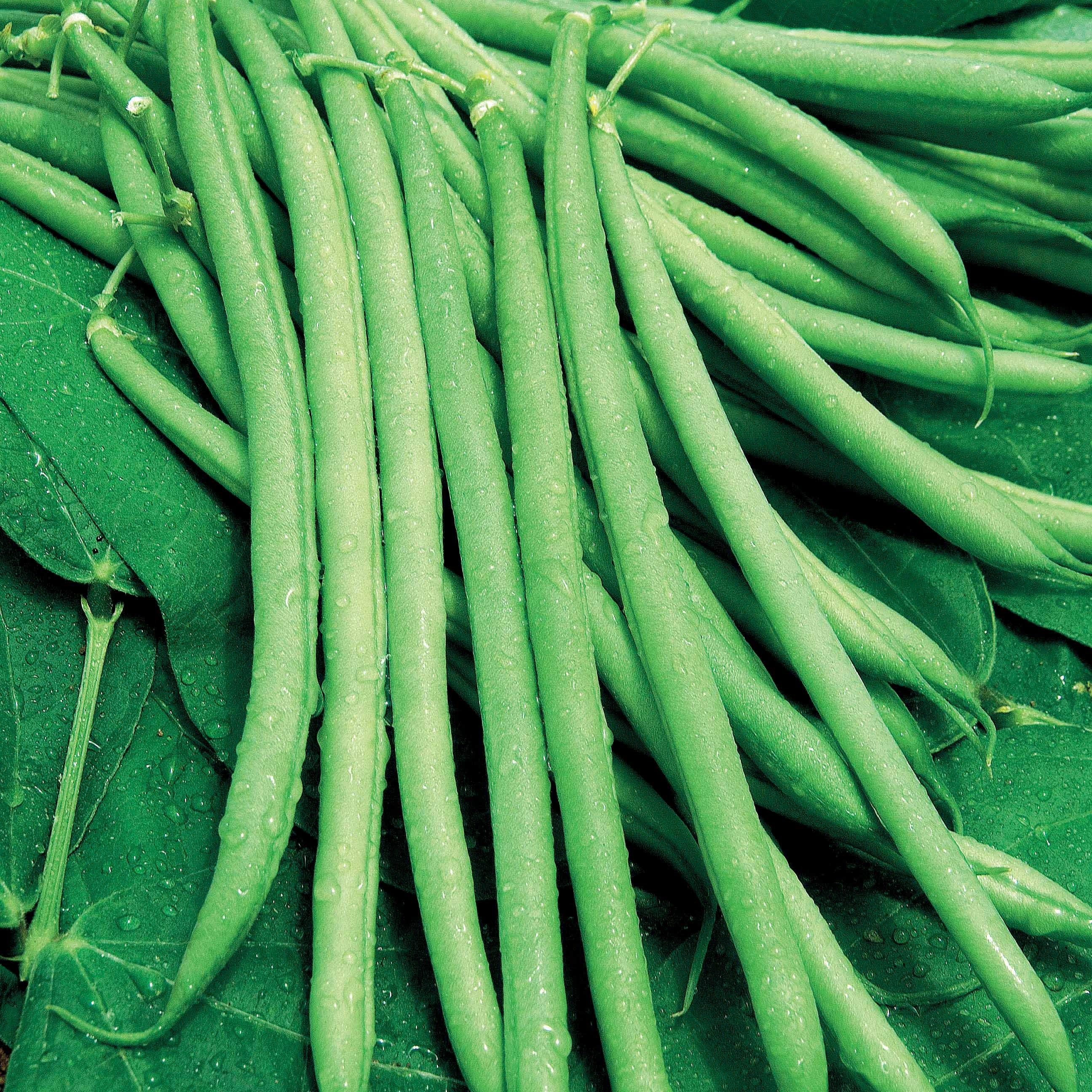 Buschbohne, mangetout ‘Castandel’