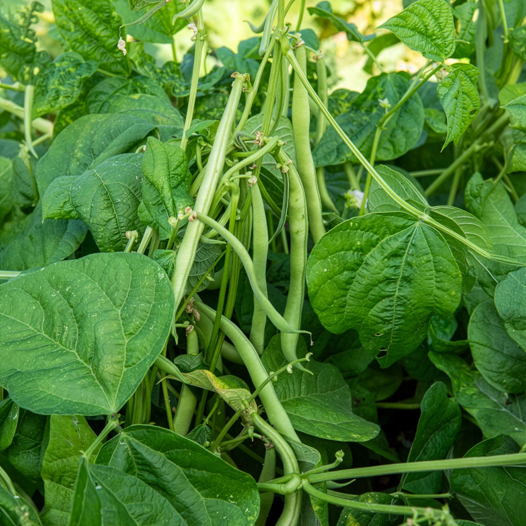 Buschbohne 'Maxi'
