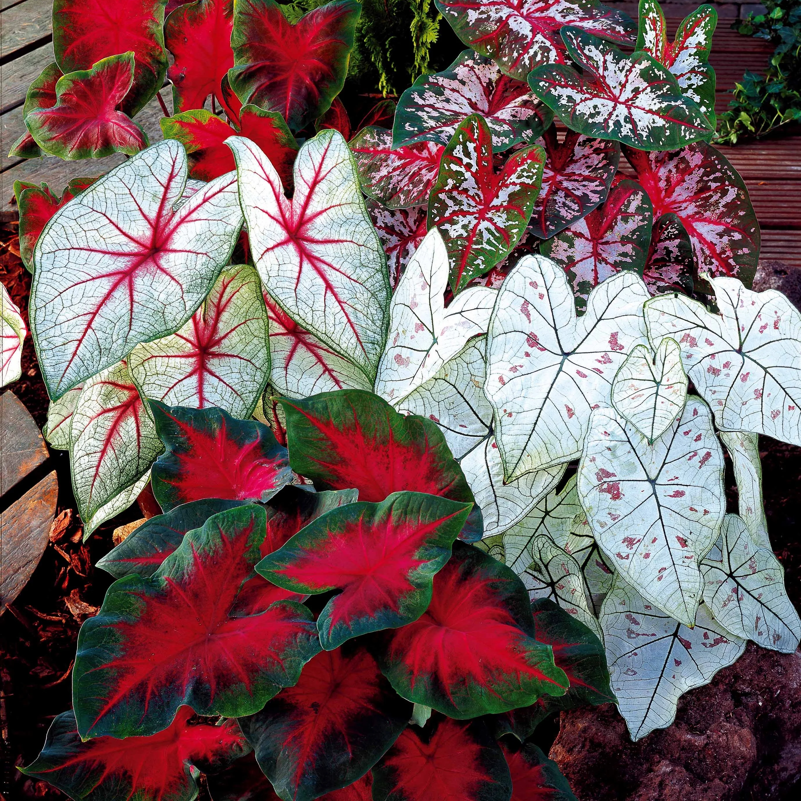 Caladium Mischung (x3)