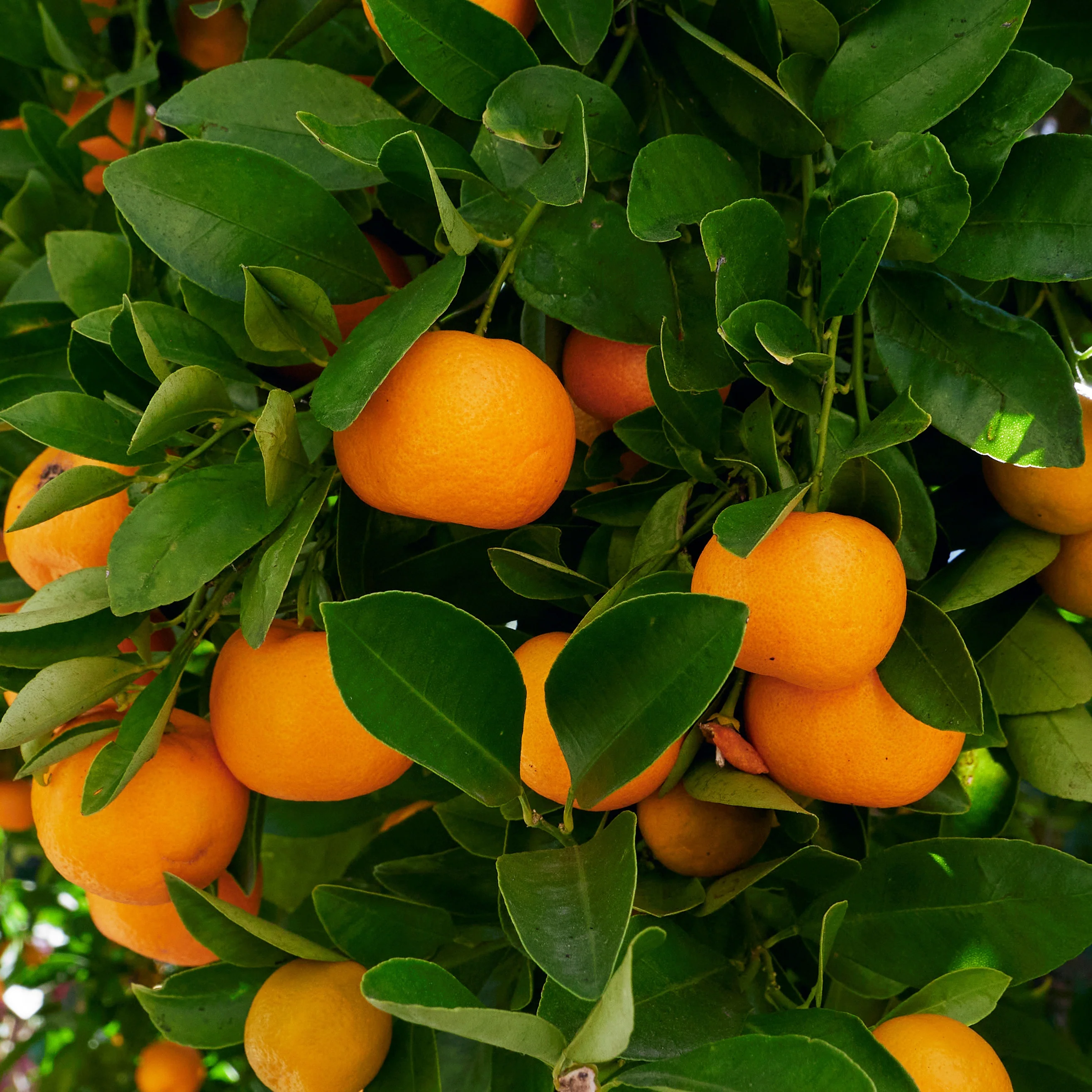 Calamondin - Image 2