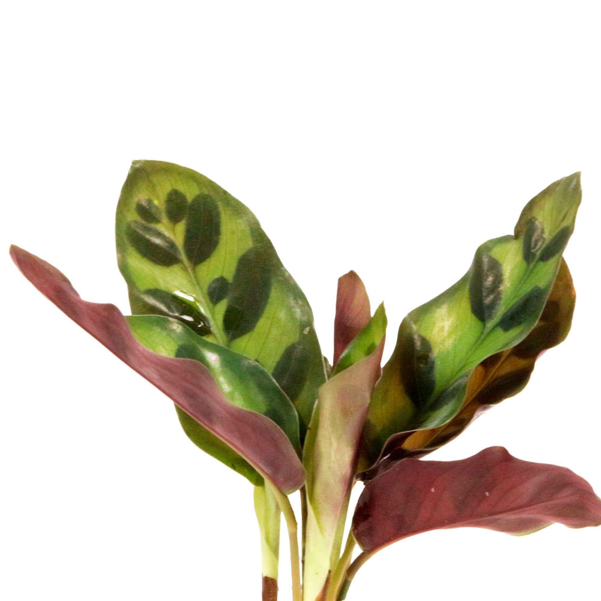 Calathea im Samoa-Glas - Hydroponik - Image 2