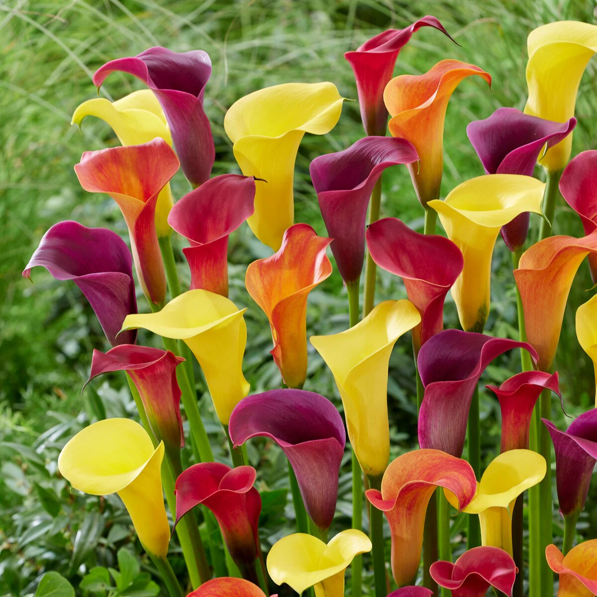 Calla Mischung (gelb-rot-rosa) (x3) - Image 3