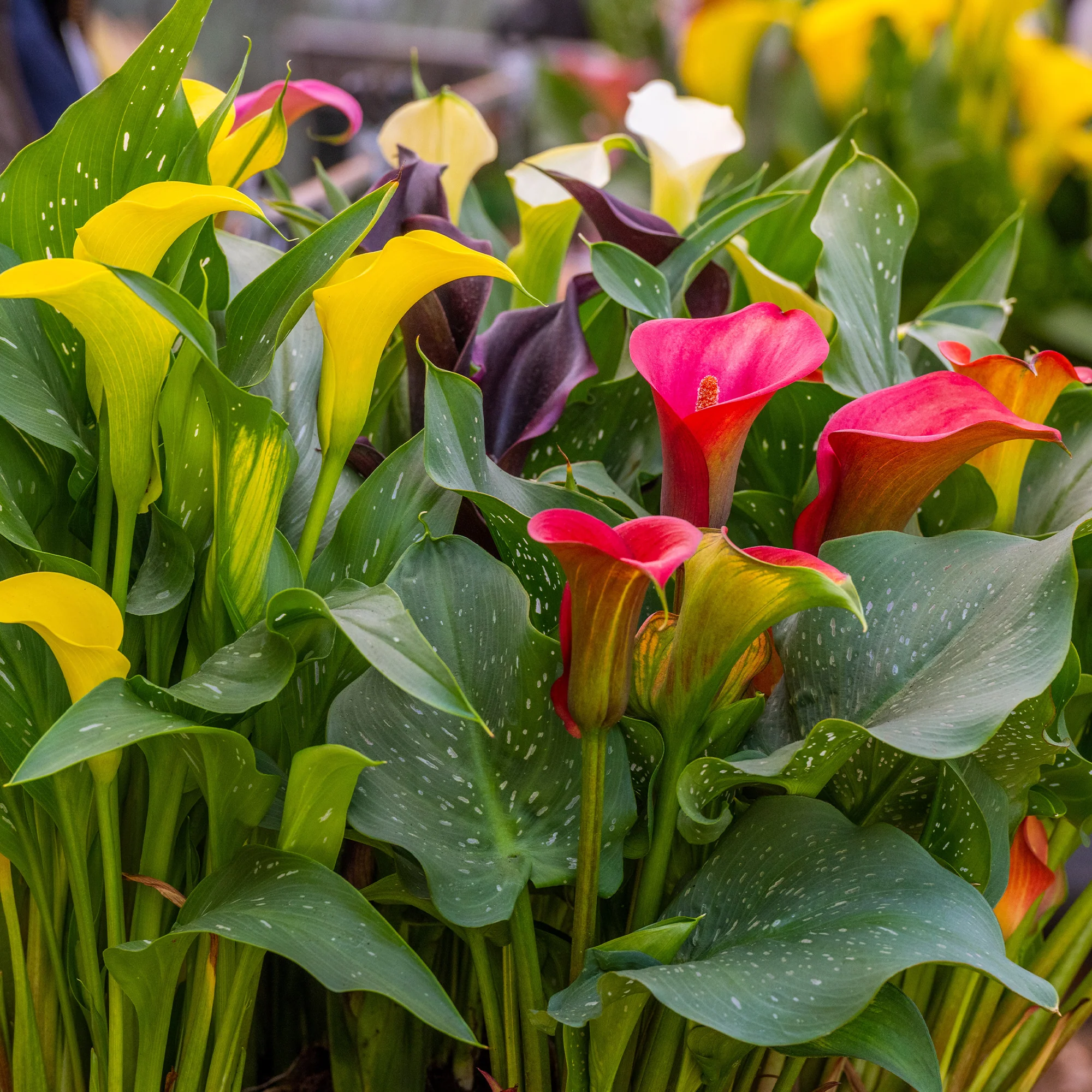 Calla Mischung (rosa + gelb + purpur) (x3) - Image 2