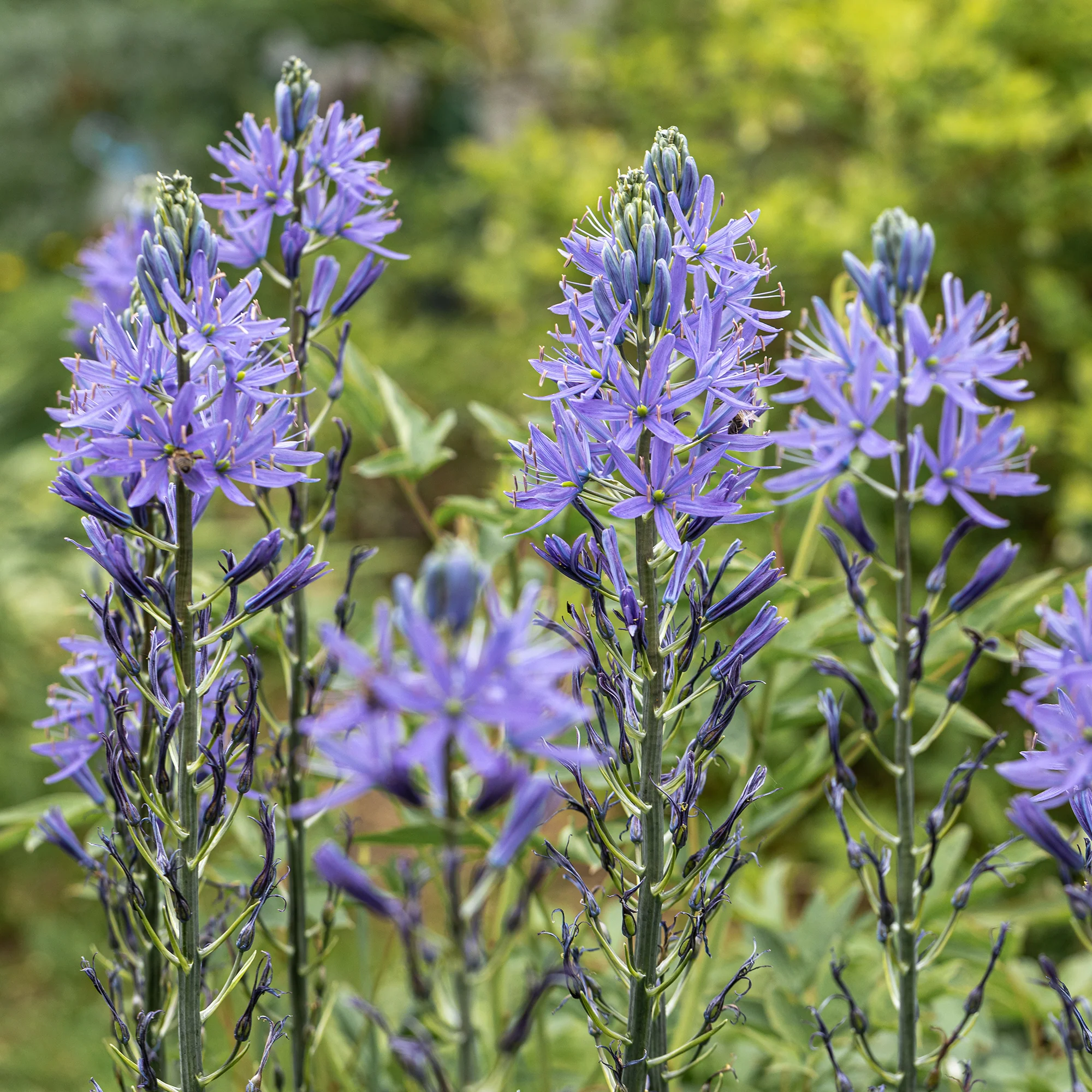 Camassia leichtlinii suksdorfii blau (x3) - Image 3