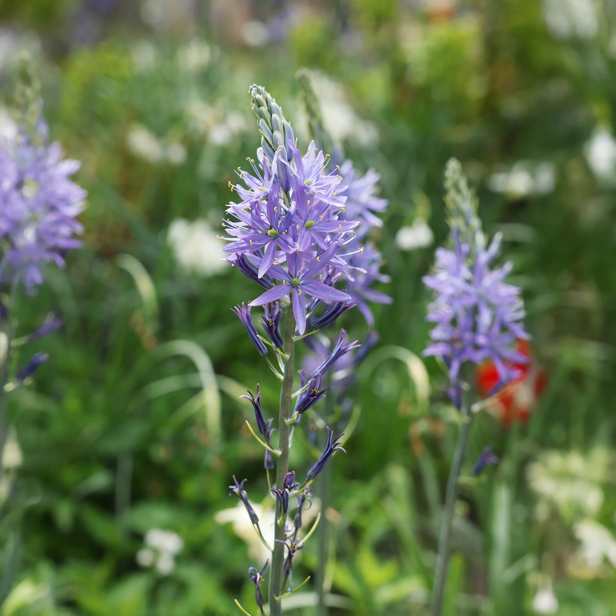 Camassia leichtlinii suksdorfii blau (x3) - Image 4
