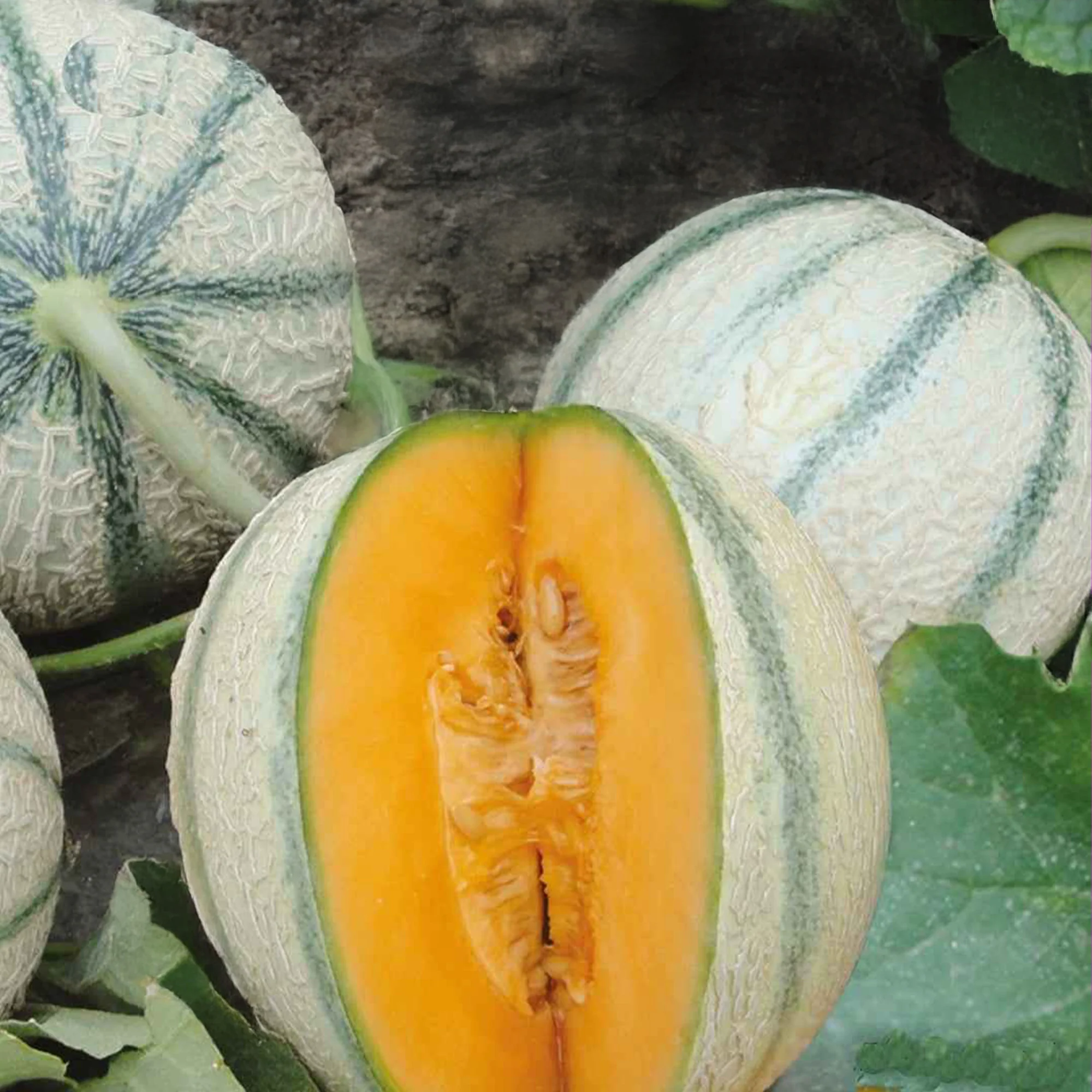 Cantaloupe-Melone ‘Artemis’ F1