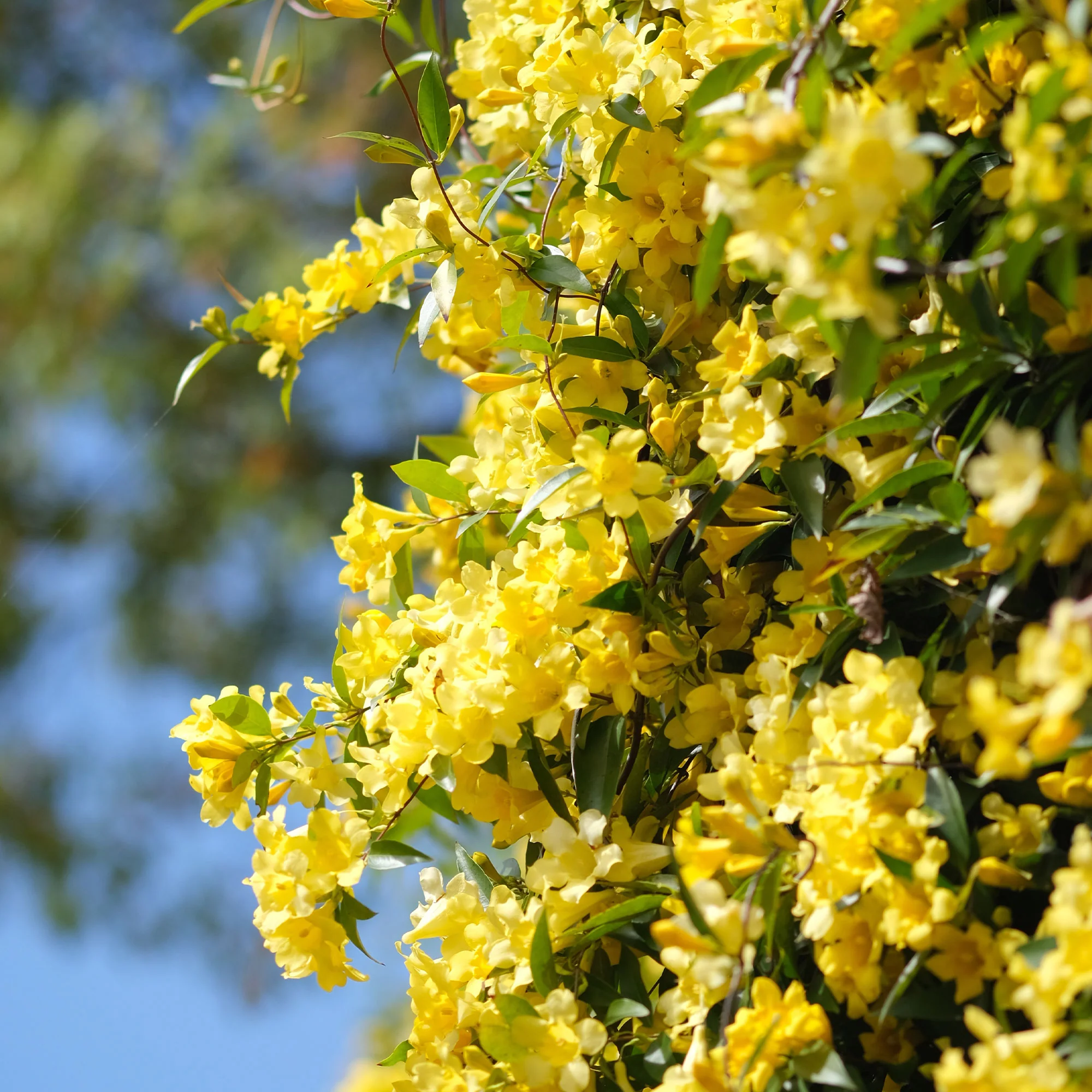 Carolina-Jasmin - Image 5