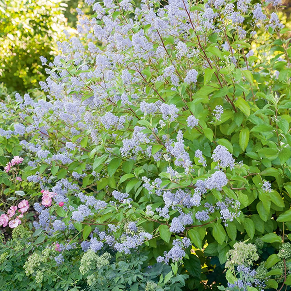 Ceanothus ‘Gloire de Versailles’ - Image 3