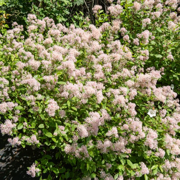 Ceanothus-Sammlung (x2) - Image 4