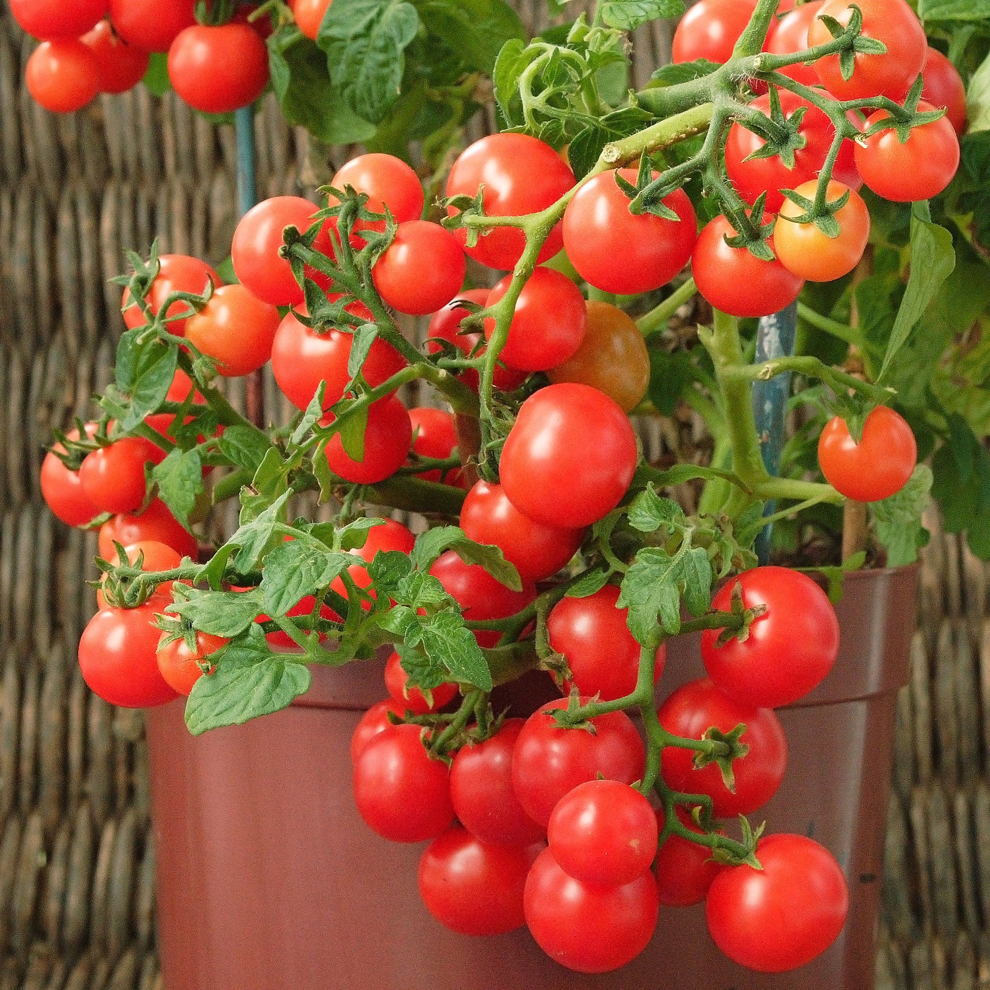 Cherrytomate ‘Minibel’ - Image 2