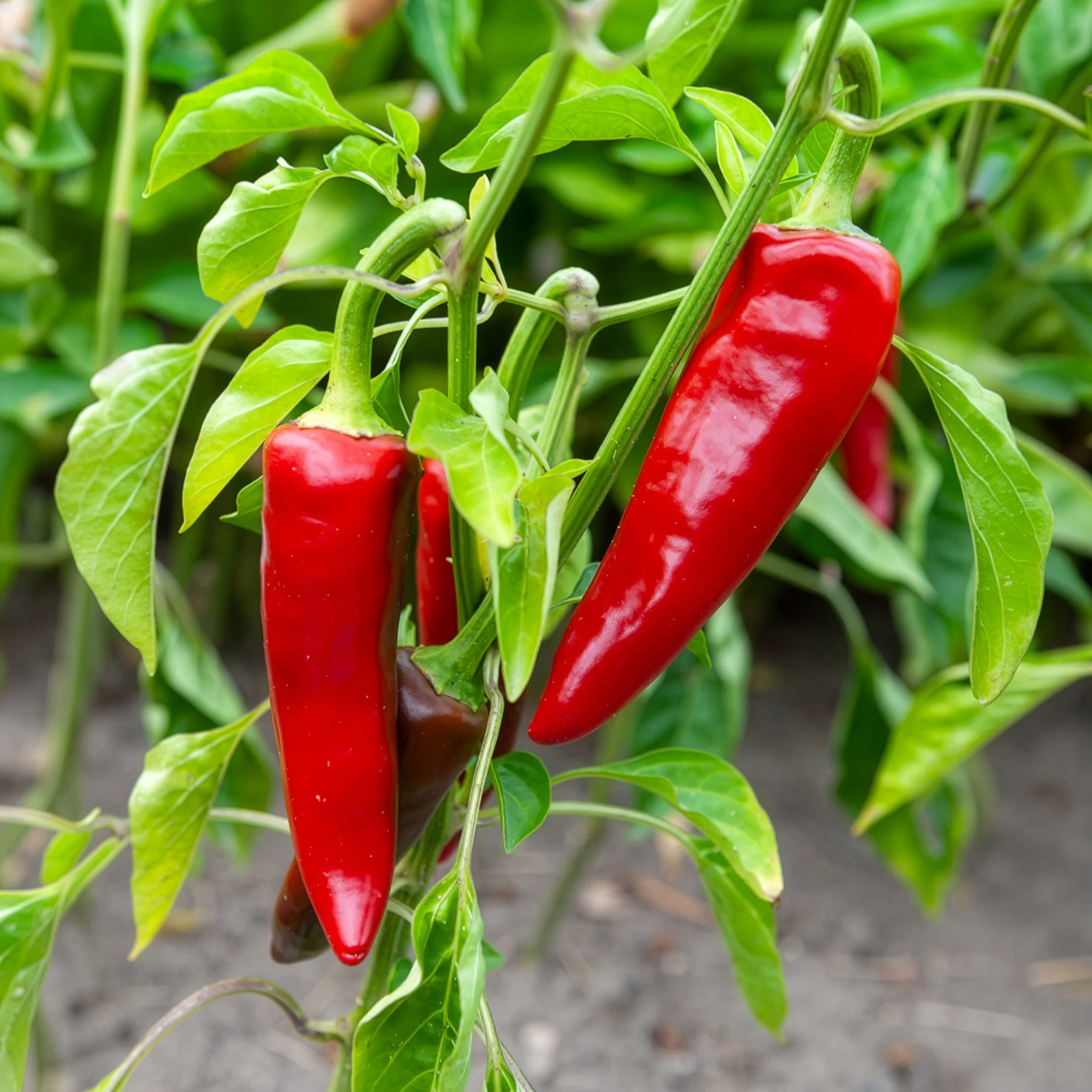 Chili ‘Gorria’ (Piment d’Espelette)