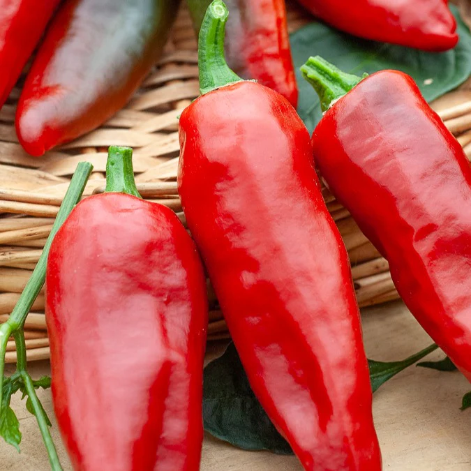 Chili ‘Gorria’ (Piment d’Espelette) - Image 2