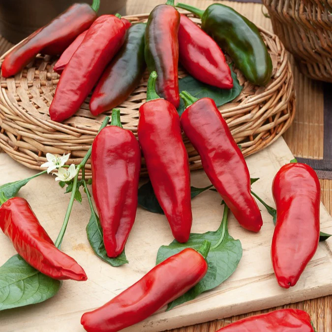 Chili ‘Gorria’ (Piment d’Espelette) - Image 3