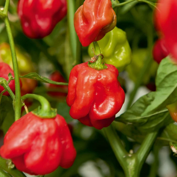 Chili ‘Habanero’ - Image 3