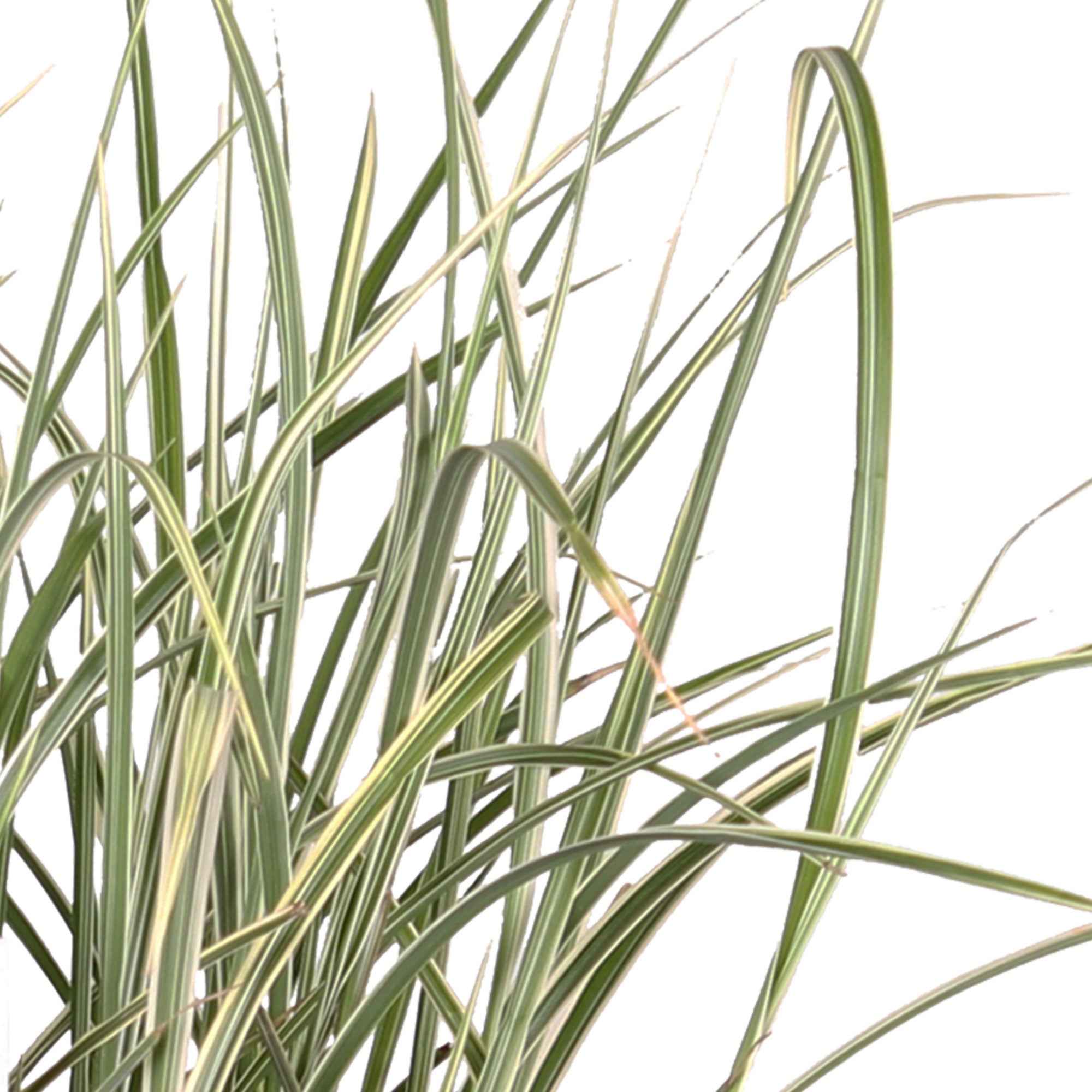 Chinagras Miscanthus 'Variegatus' - Image 4