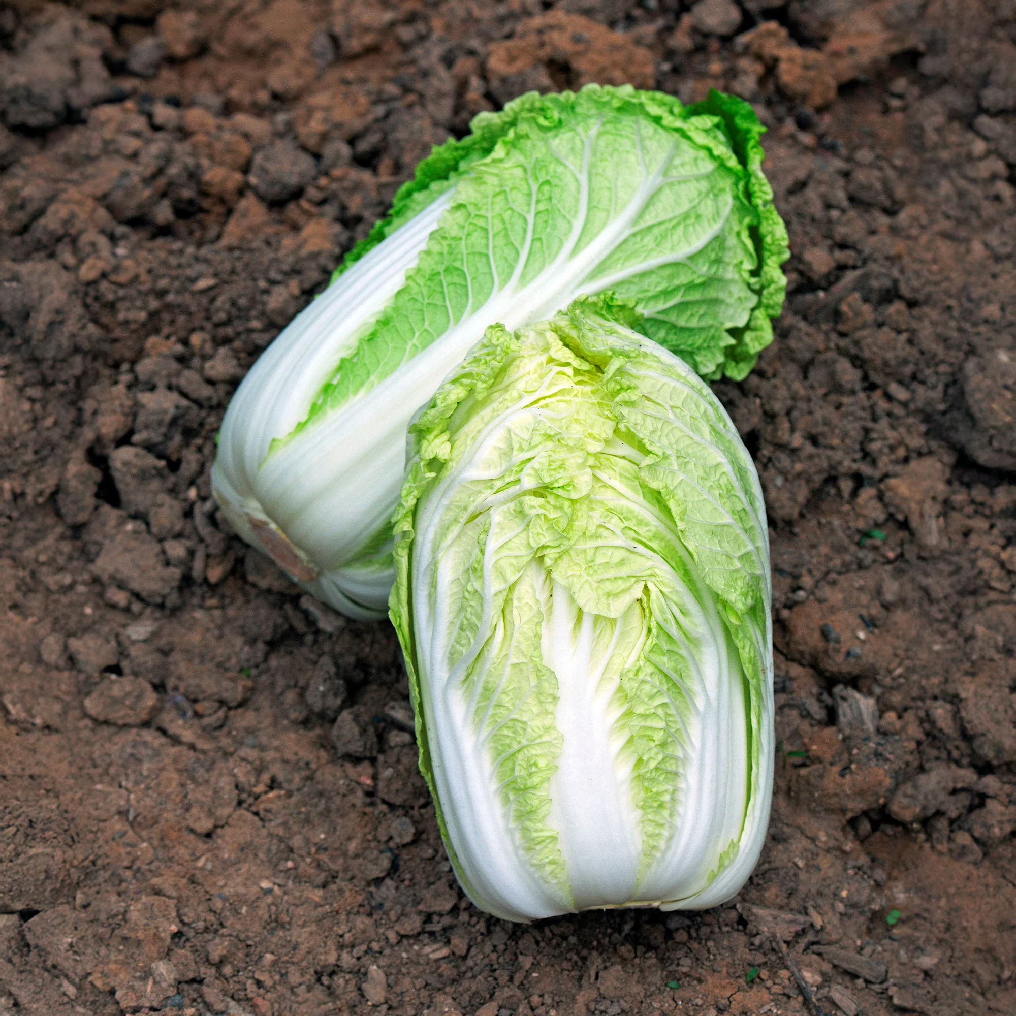Chinakohl ‘Spectrum’ F1