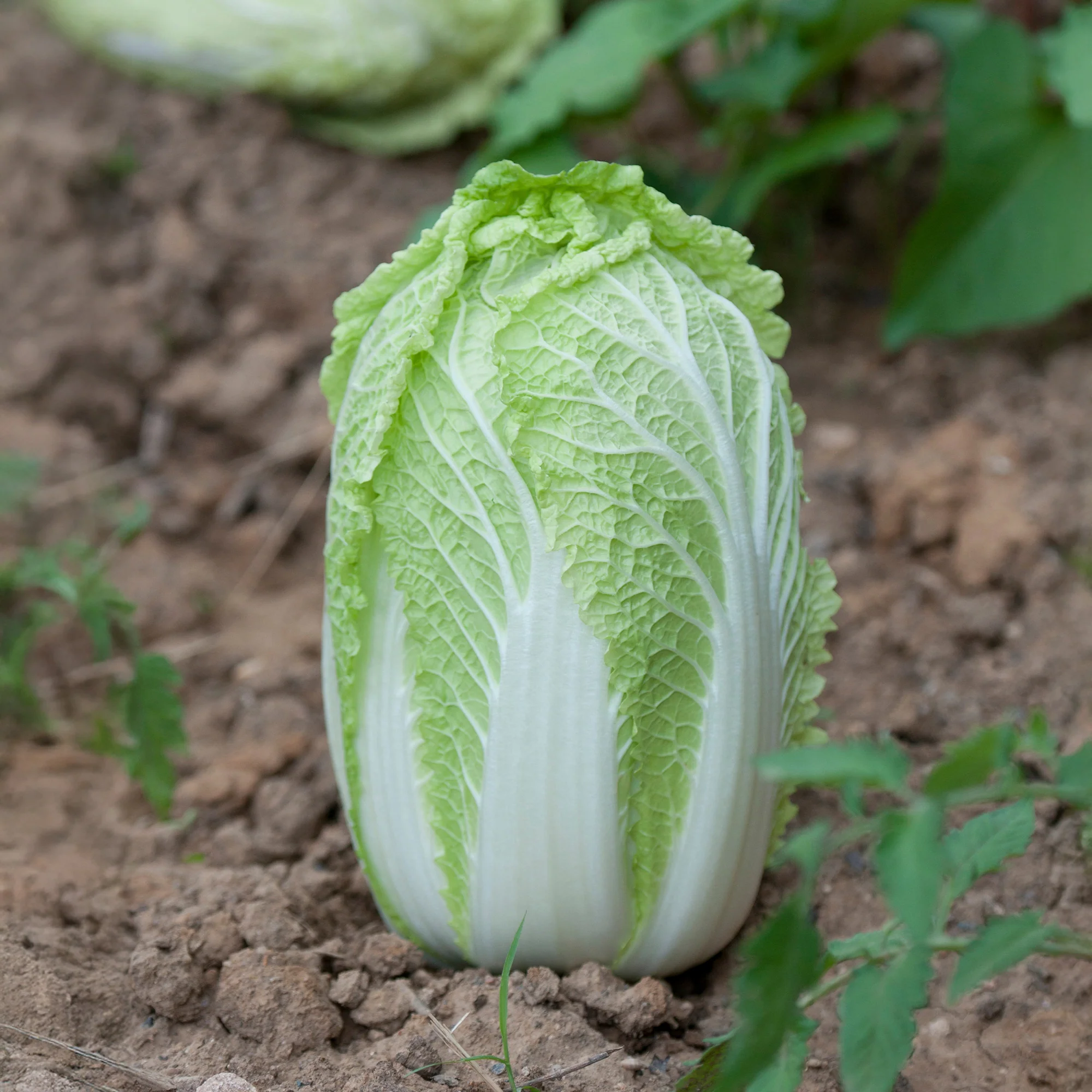 Chinakohl ‘Spectrum’ F1 - Image 2