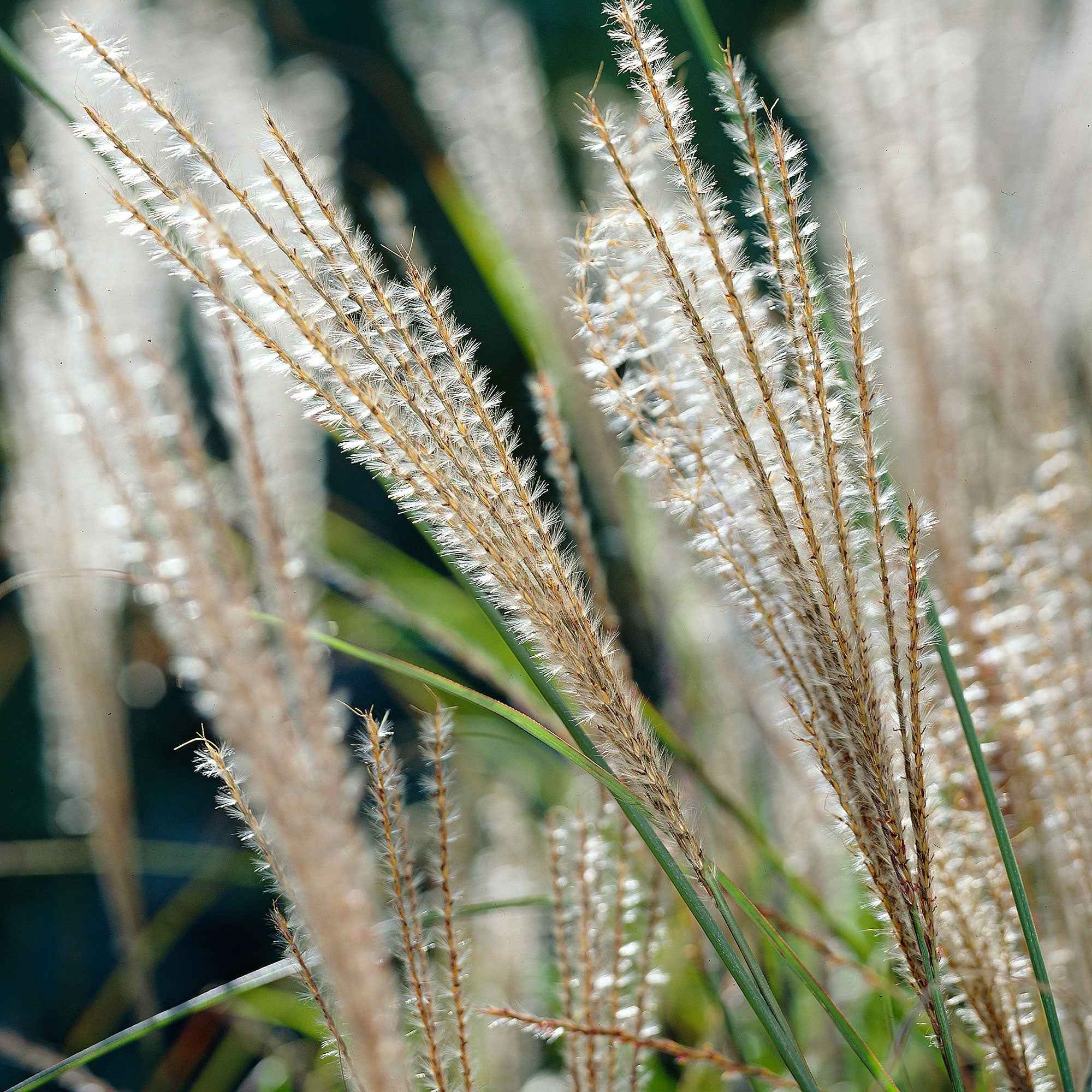 Chinaschilf 'Gracillimus' - Image 6