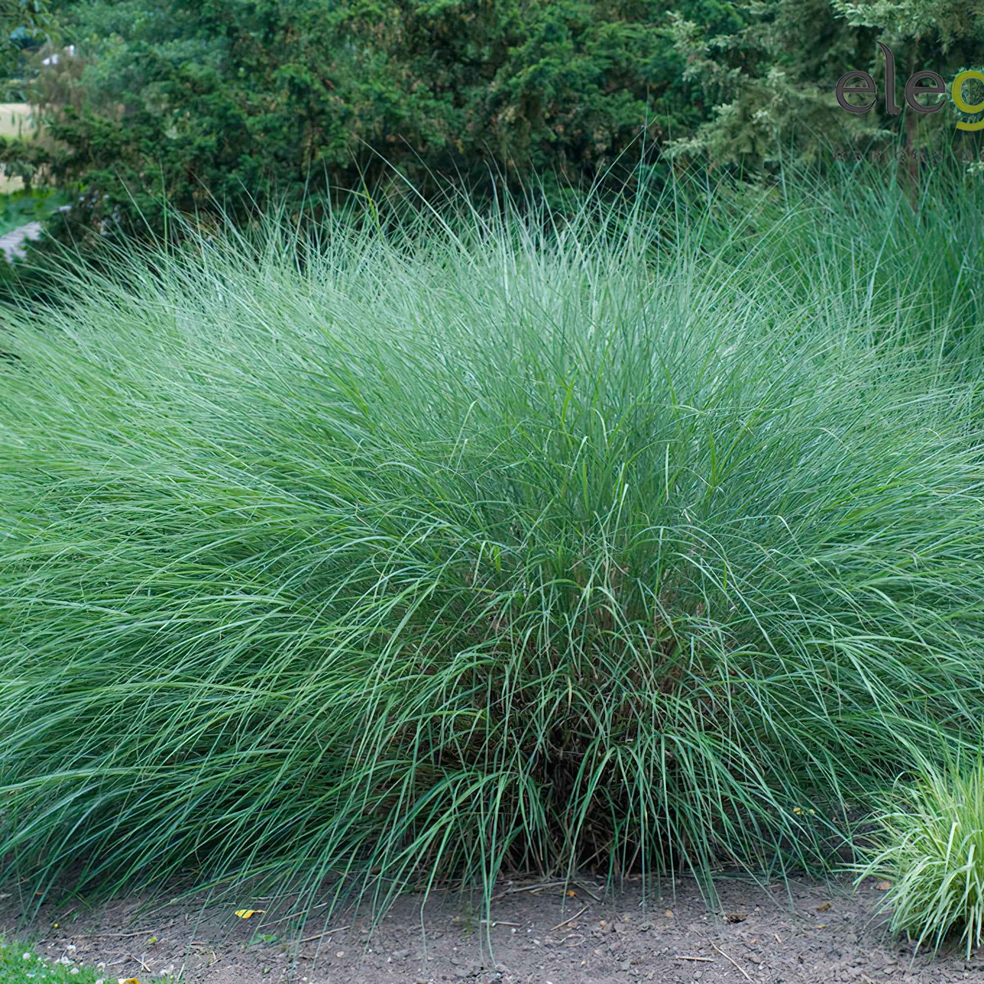 Chinaschilf 'Gracillimus' - Image 7