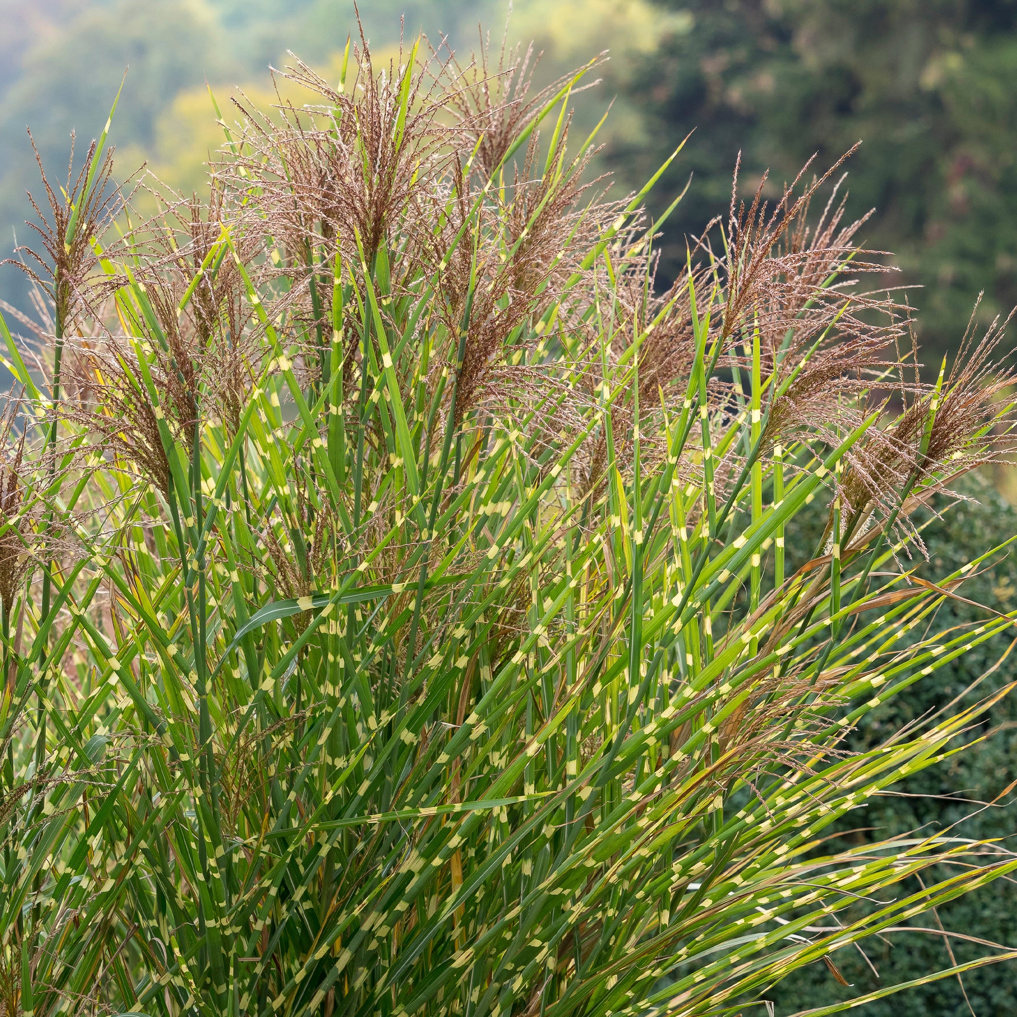 Chinaschilf ‘Zebrinus’ - Image 4