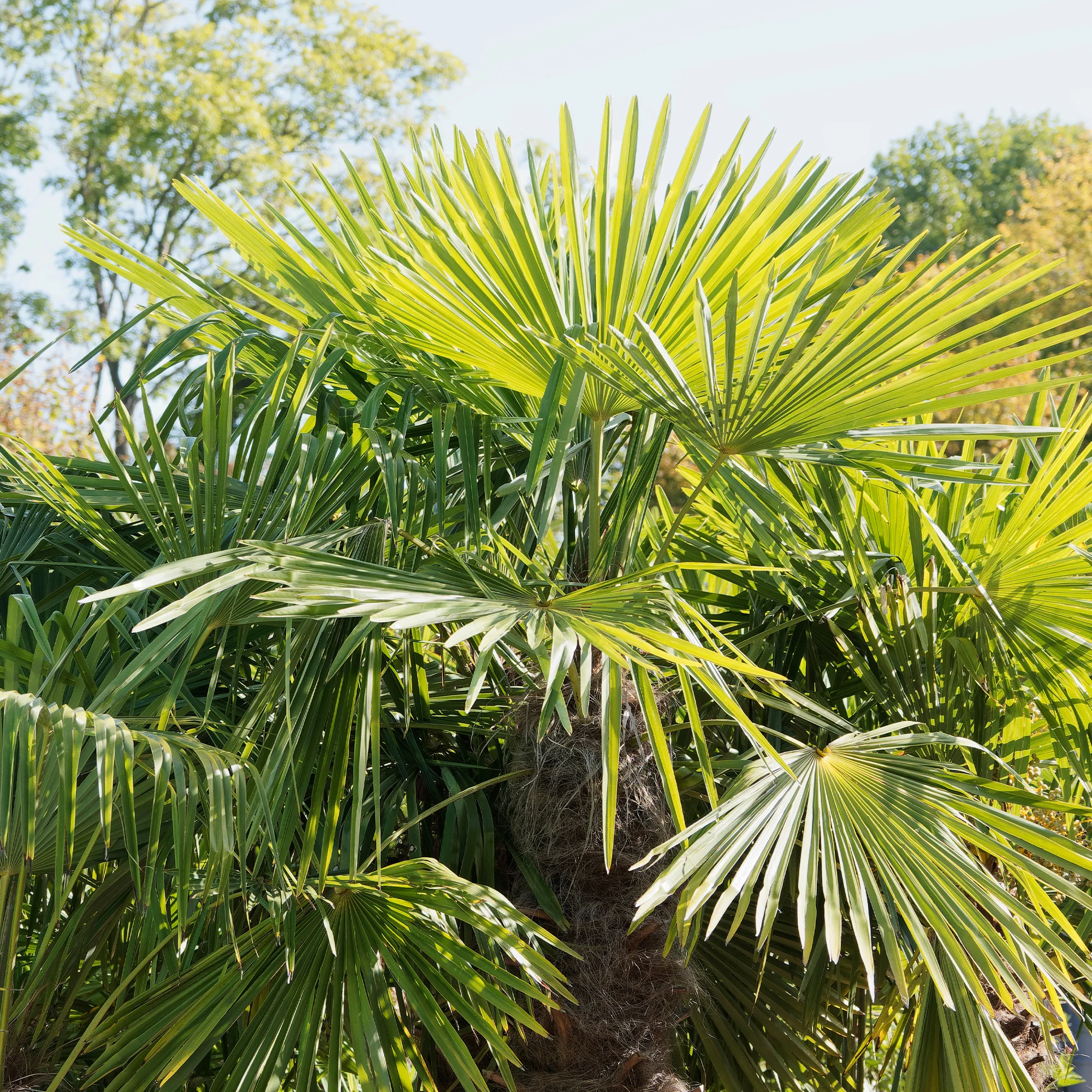 Chinesische Hanfpalme - Image 2