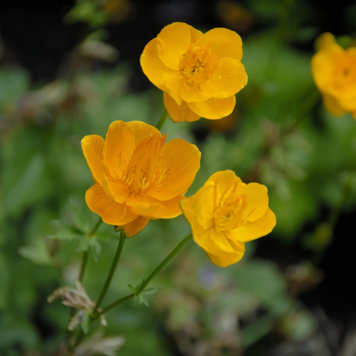 Chinesische Trollblume ‘Golden Queen’ - Image 2