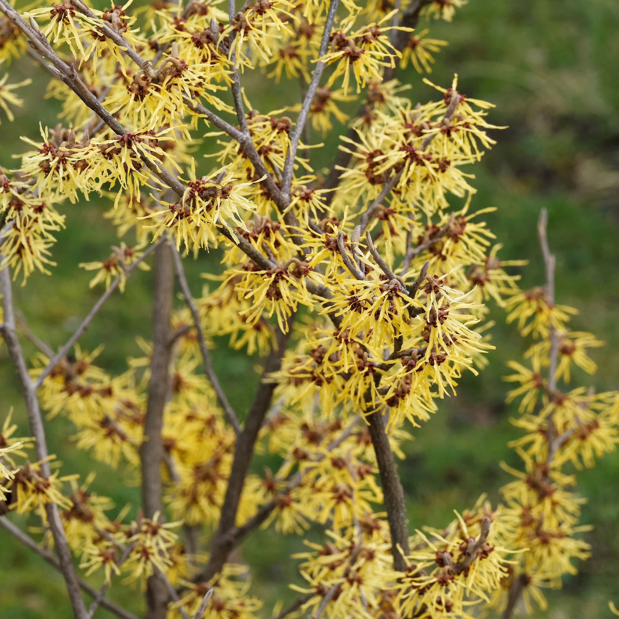 Chinesische Zaubernuss - Image 3