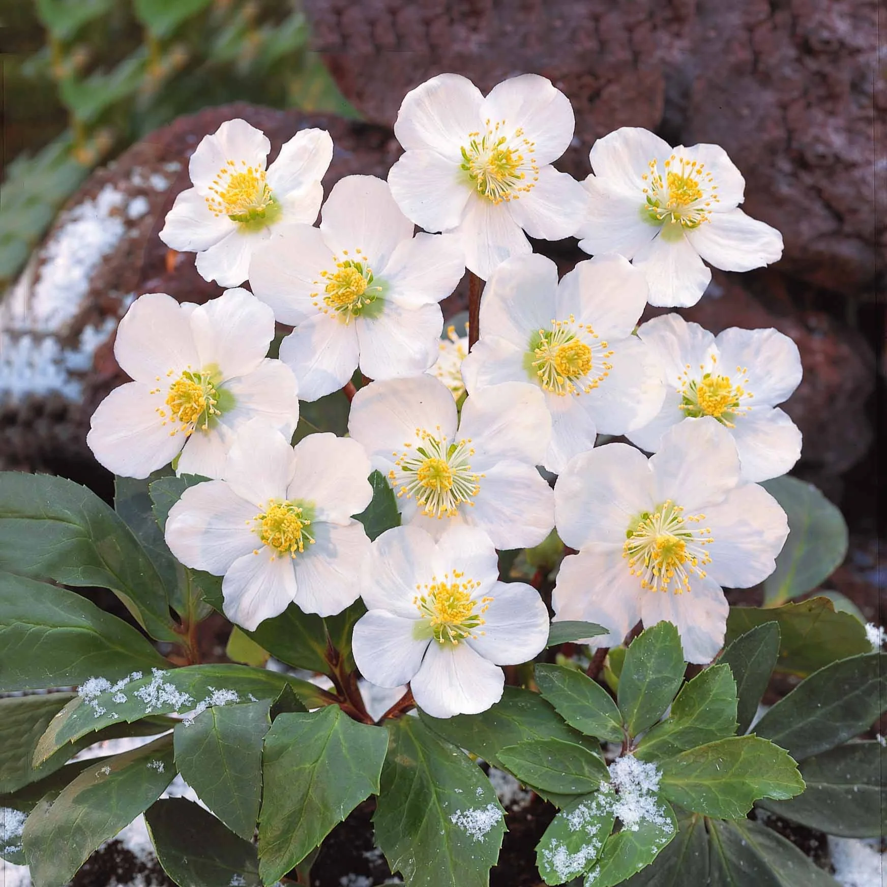 Christrose - Image 2
